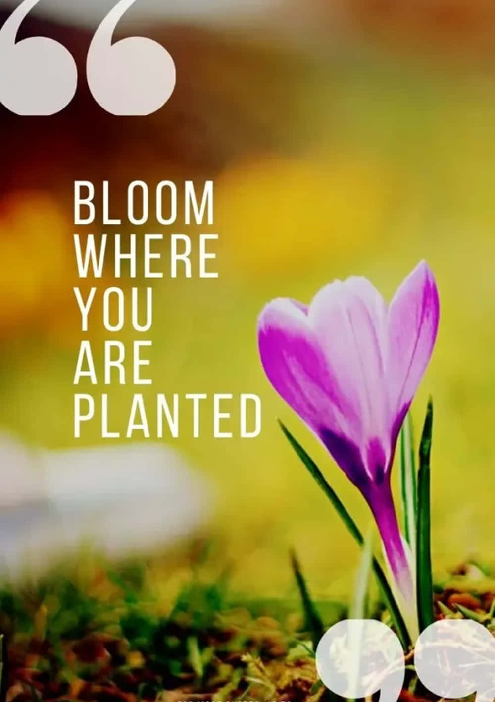 Spring Inspirational 桌布 壁紙 — 一朵充滿活力的紫色番紅花在柔焦的草地上盛開，並疊加了激勵人心的文字。