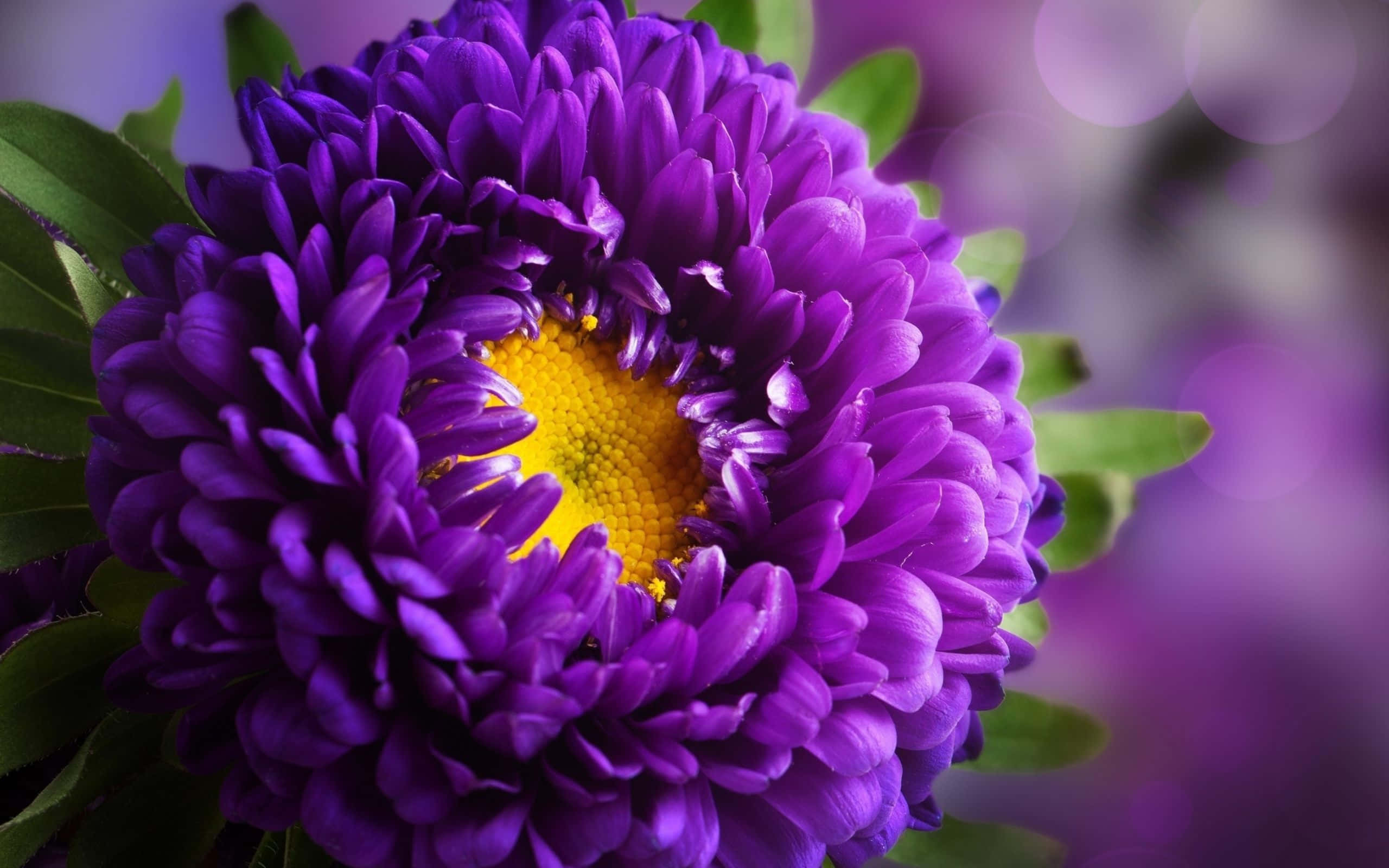 Purple Flowers 桌布 壁紙 — 一朵充滿活力的紫色菊花，帶有明亮的黃色花心，在柔和的模糊紫色背景中盛開。
