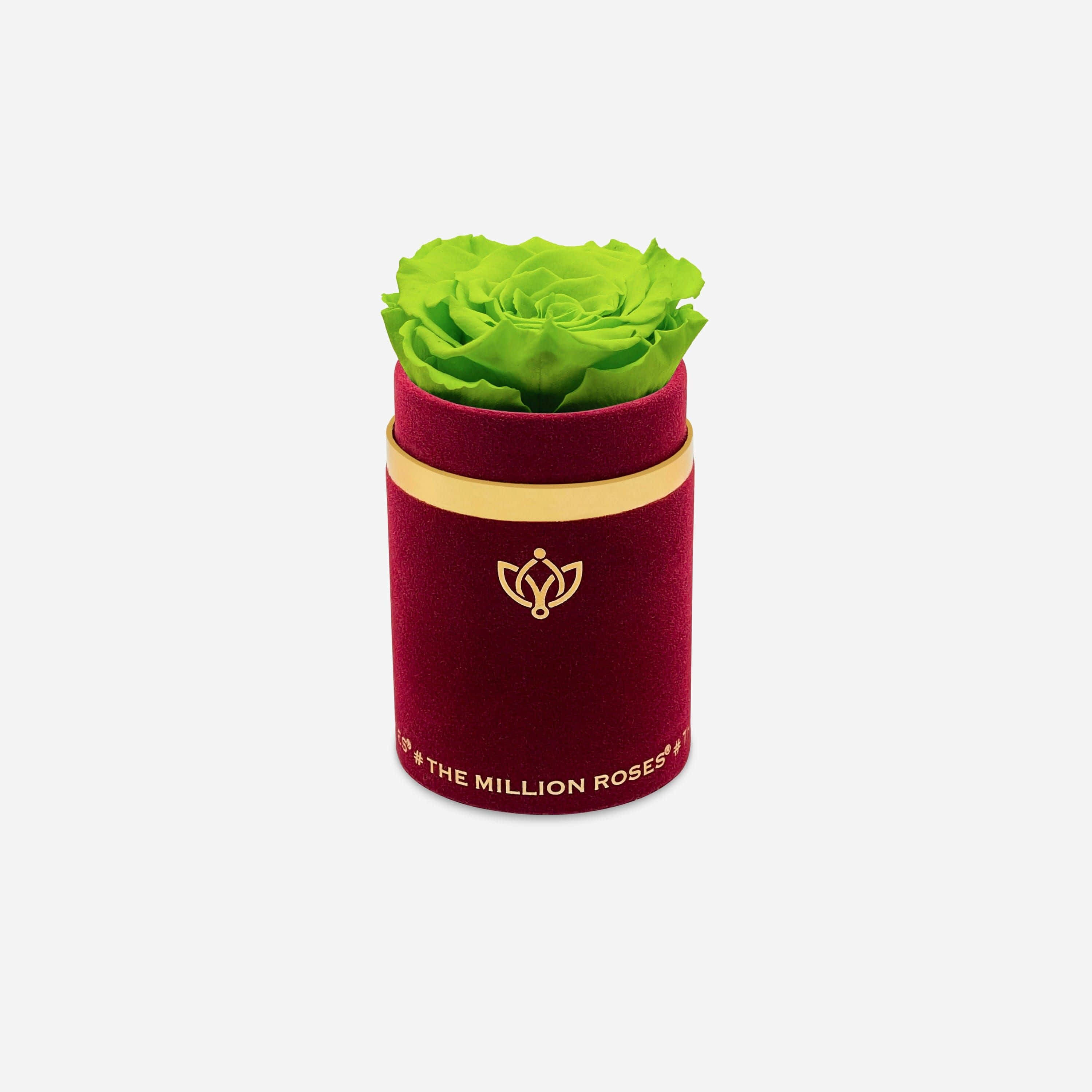 Single Rose 桌布 壁紙 — 一朵充滿活力的青檸綠色保鮮玫瑰，從一個飾有金色飾邊和標誌的豪華酒紅色天鵝絨圓筒中優雅綻放。