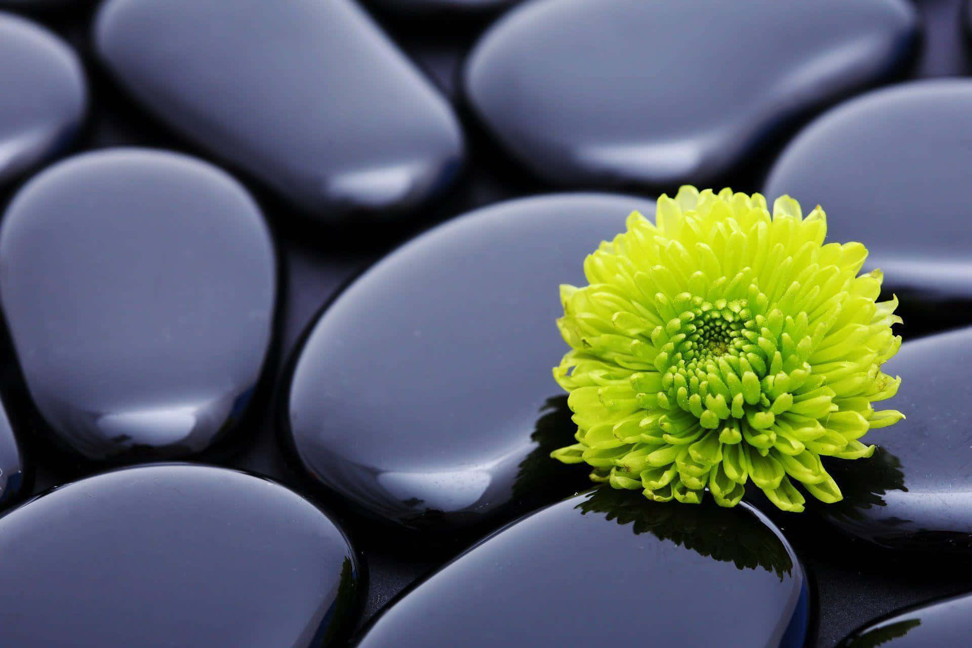 Harmony 桌布 壁紙 — 一朵充滿活力的青檸綠色菊花在光滑的黑色水療石上盛開，呈現寧靜的特寫。