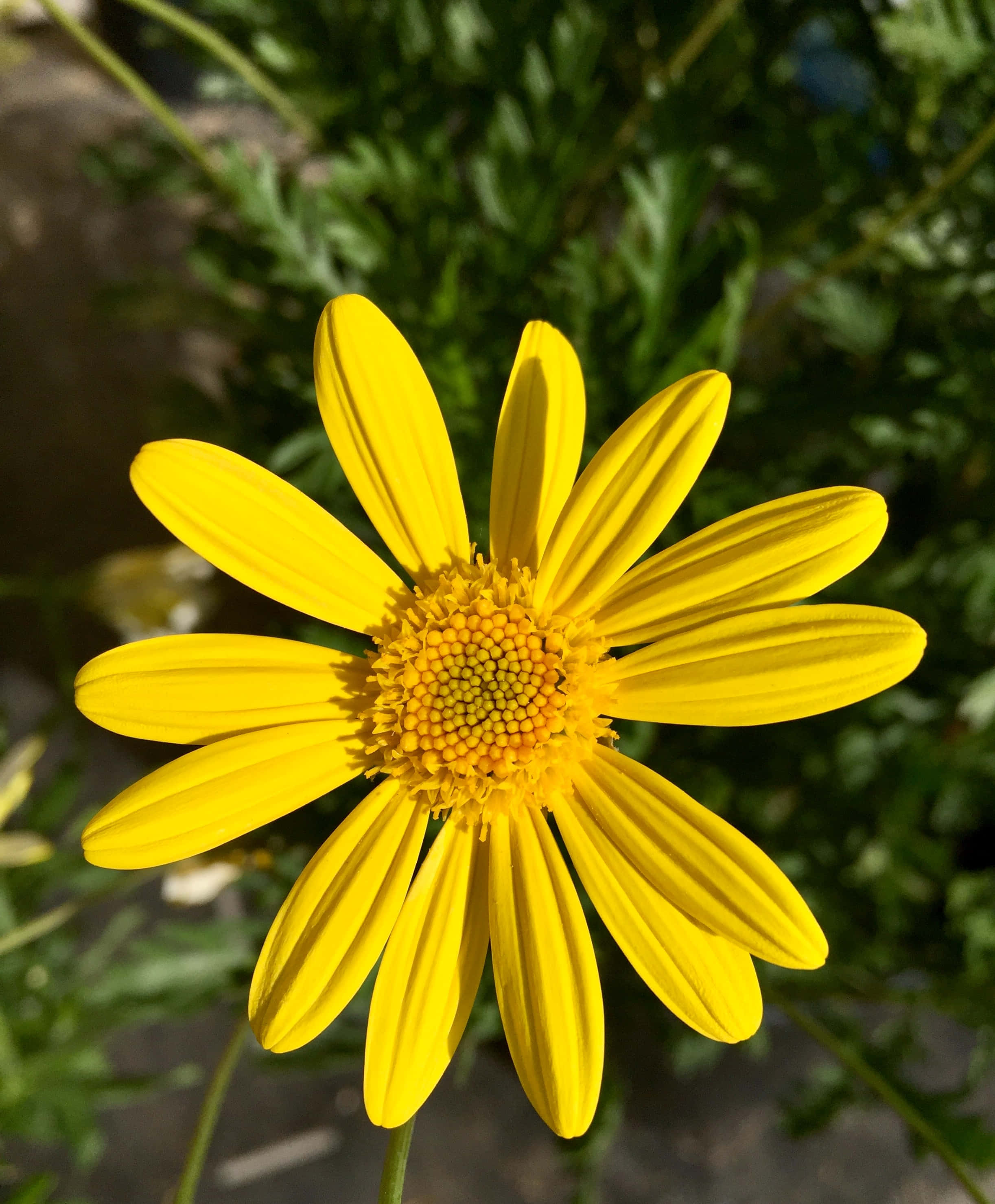 Yellow Daisy 桌布 壁紙 — 一朵充滿活力的黃色雛菊，帶有明亮的花瓣和紋理中心，在柔焦的綠色樹葉背景中綻放。