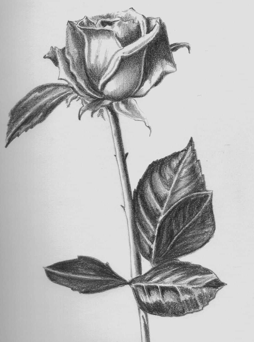 Rose Symbol 桌布 壁紙 — 一朵單一玫瑰的詳細鉛筆素描，帶有紋理的花瓣和葉子，背景為素色。