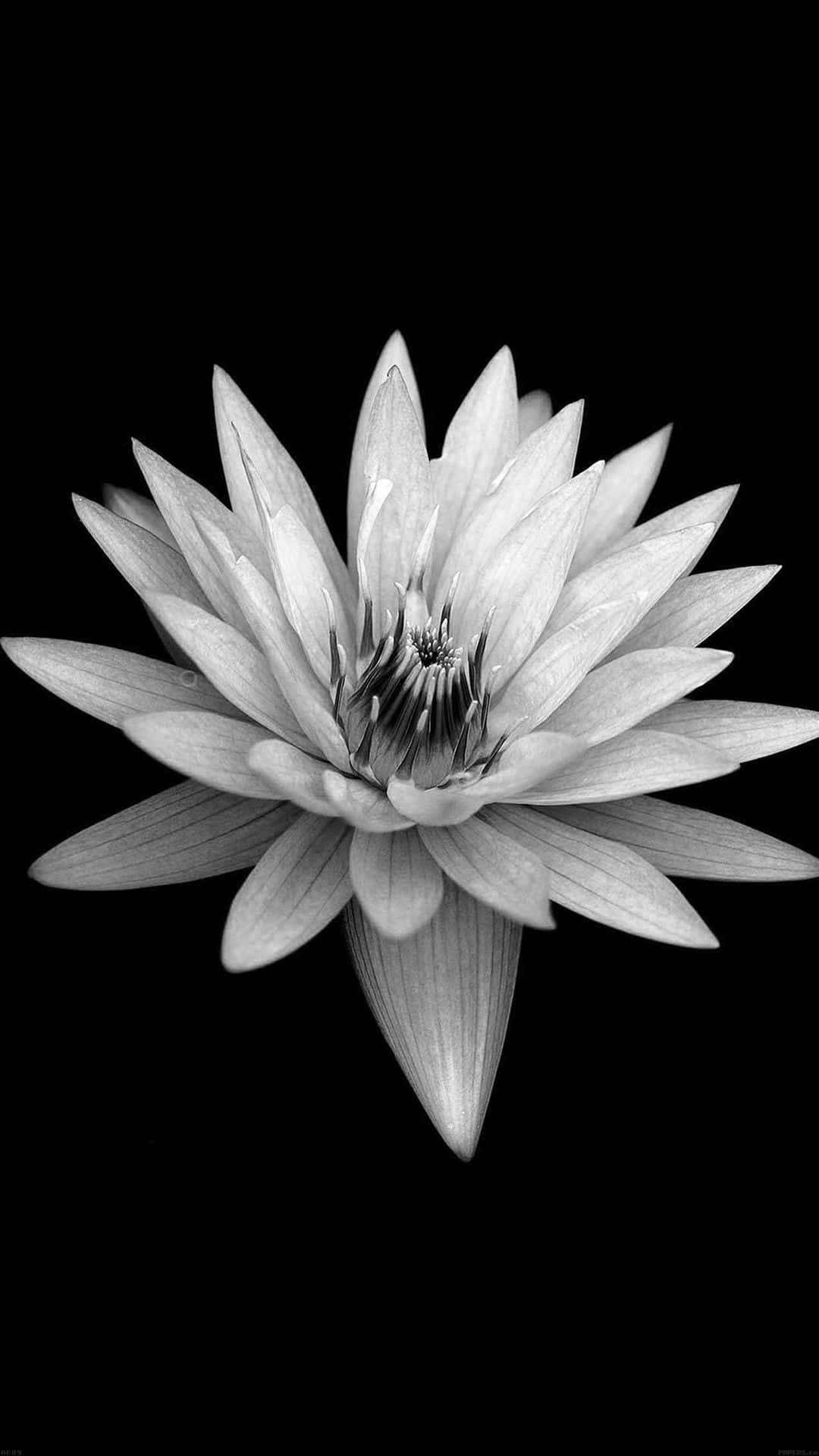 Black And White Flower 桌布 壁紙 — 一朵單色睡蓮在純黑背景下綻放，花瓣細膩。
