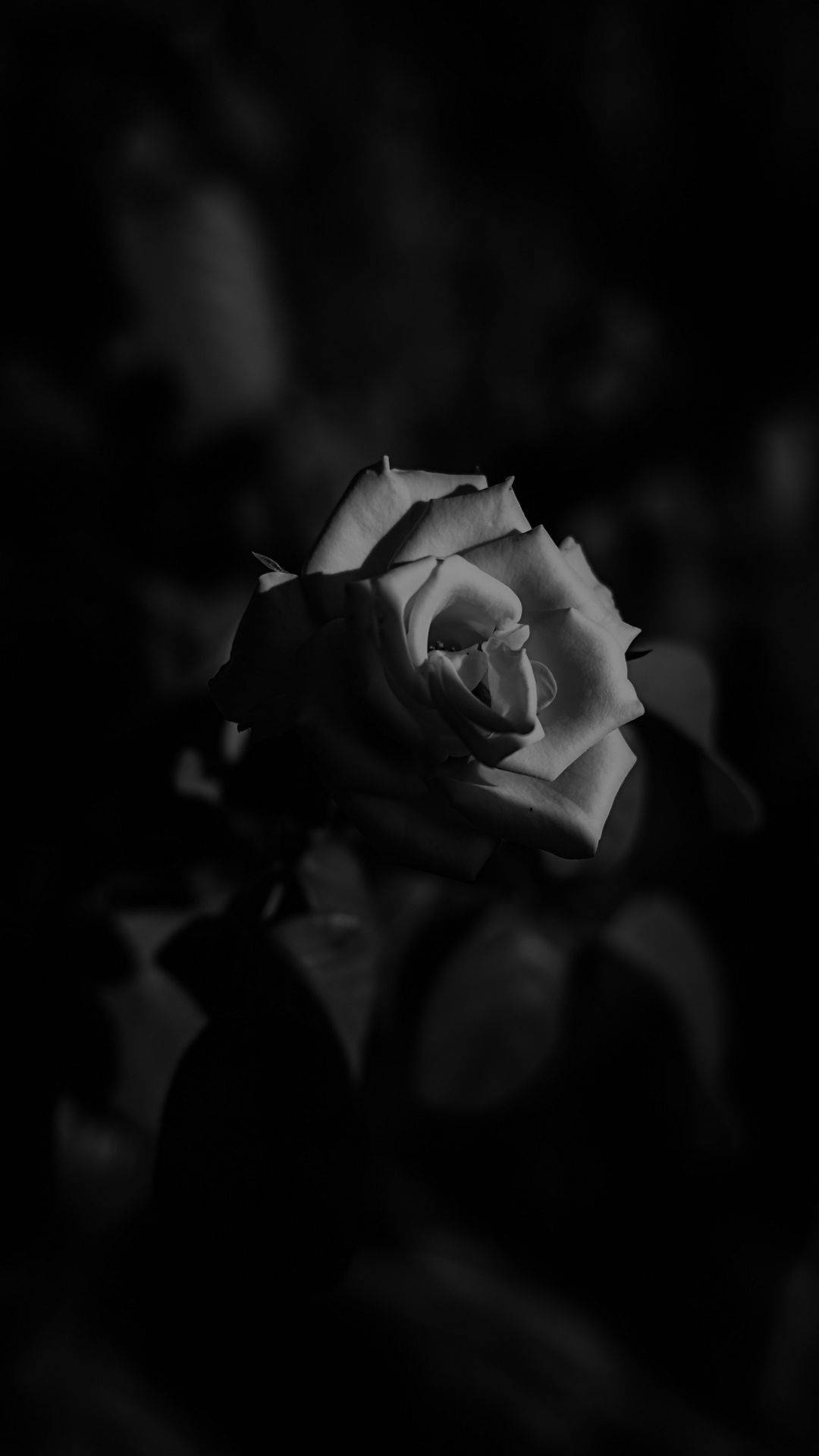 Black Aesthetic iPhone 桌布 壁紙 — 一朵單色調的玫瑰在深邃陰影背景上，以戲劇性的明暗對比光線柔和綻放。