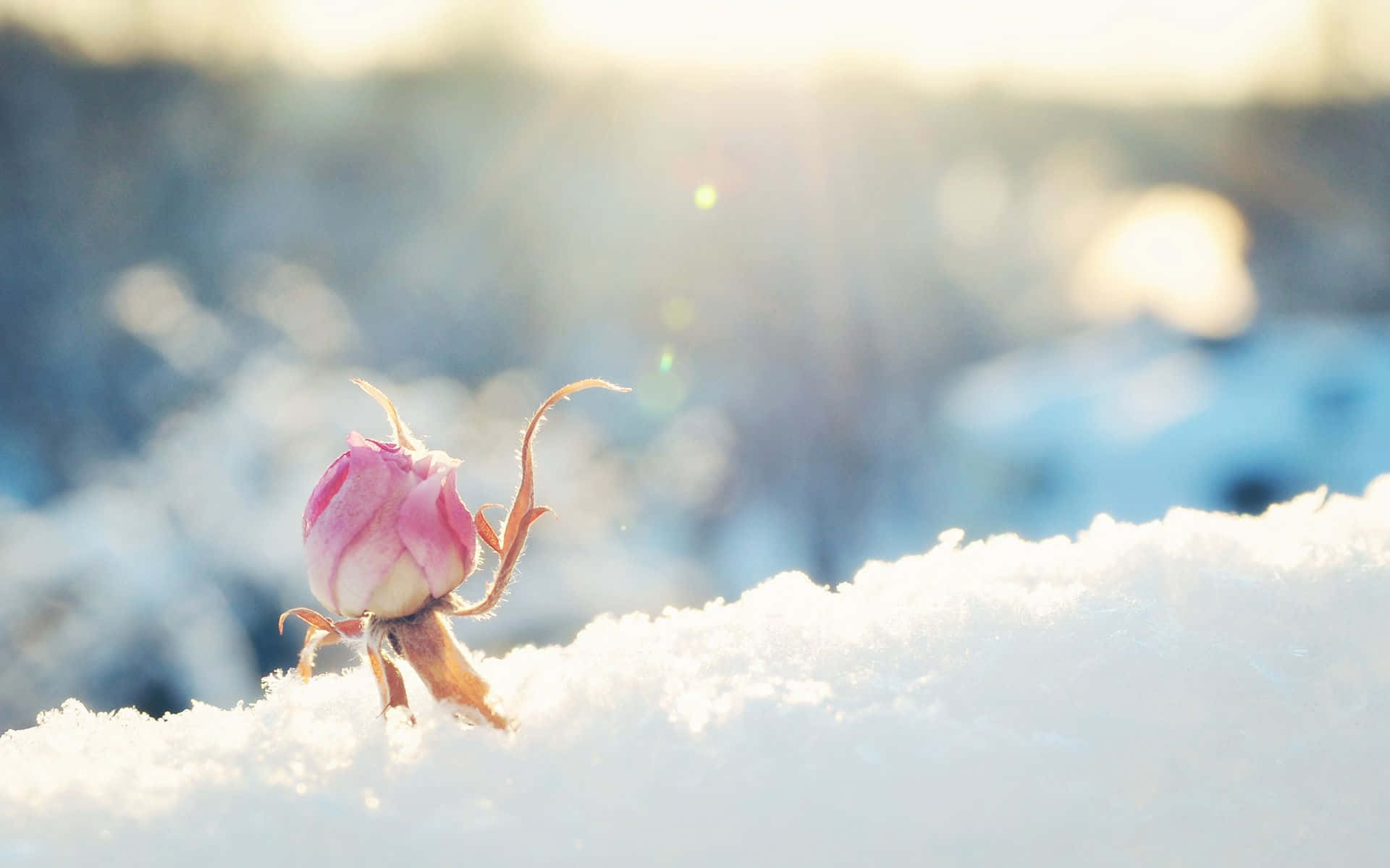 Winter Flowers 桌布 壁紙 — 一朵嬌嫩的粉紅玫瑰蓓蕾從積雪的地面冒出，沐浴在溫暖的金色陽光中，帶有鏡頭光暈。