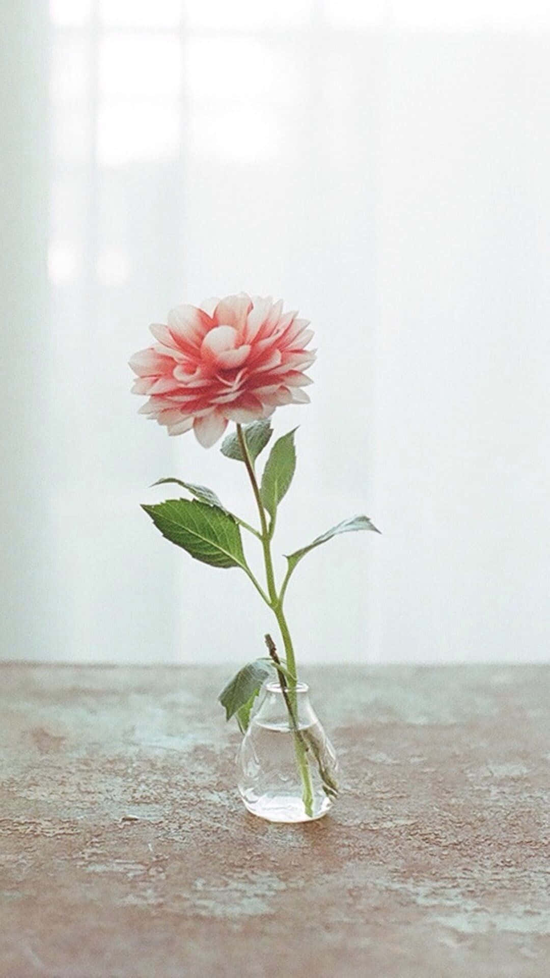 花 桌布 壁紙 — 一朵嬌嫩的粉紅色大麗花在明亮窗邊的舊木桌上，優雅地綻放在透明玻璃花瓶中。