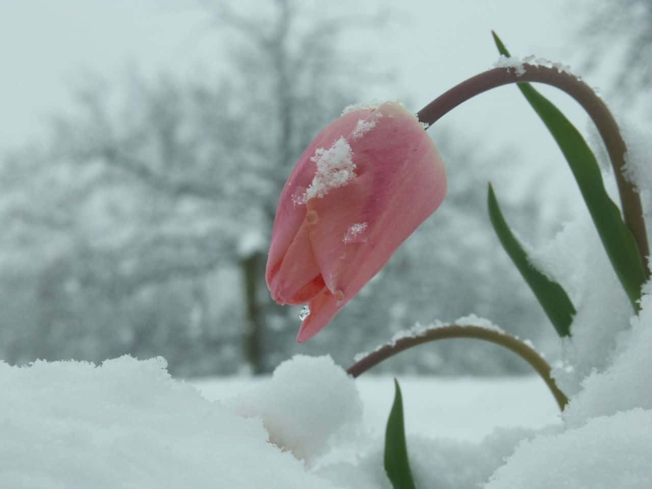 冬天桌面 桌布 壁紙 — 一朵嬌嫩的粉紅色鬱金香花蕾，披著雪花，在冬日花園中堅韌挺立，花瓣閃爍著霜光。
