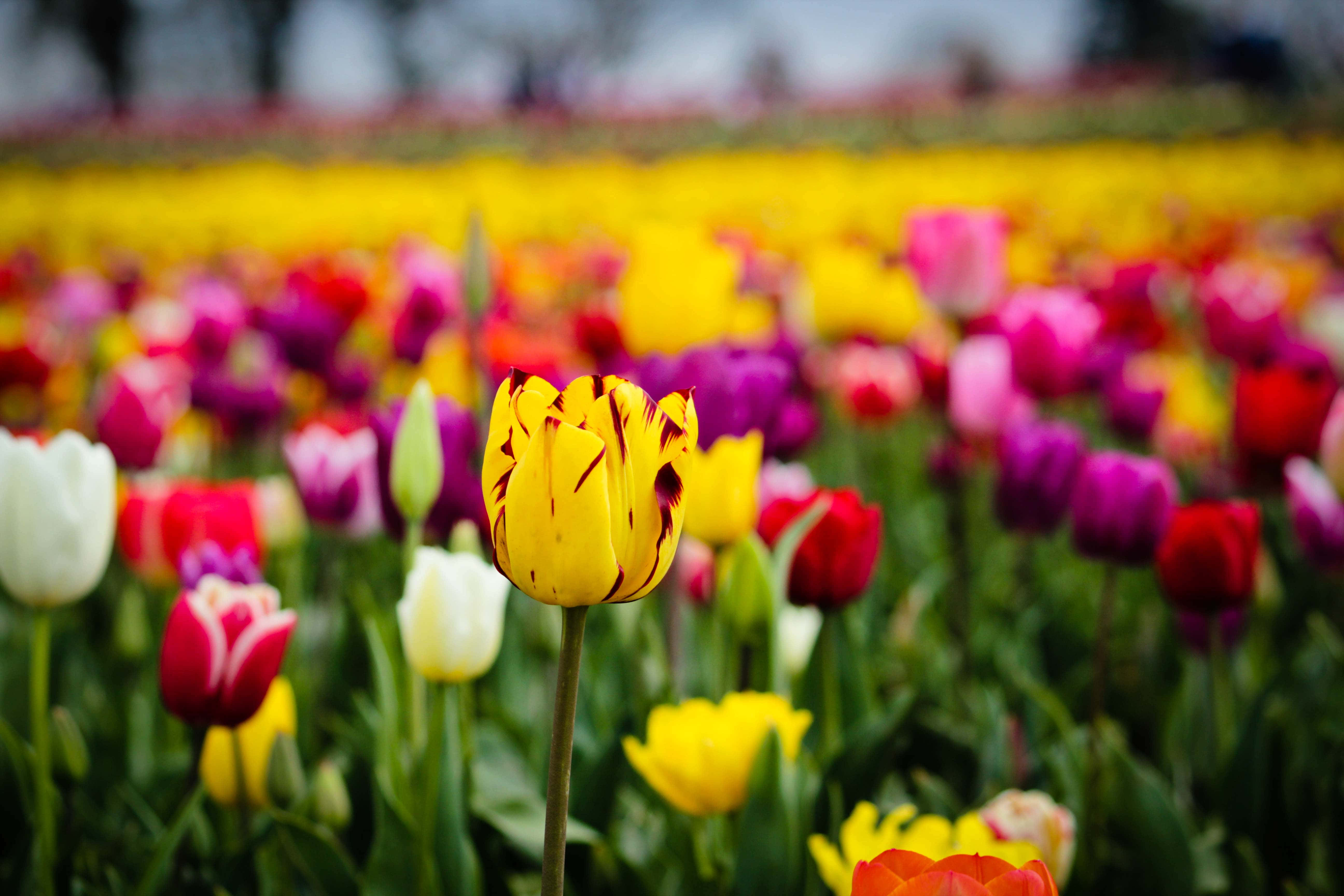 Tulip Field 桌布 壁紙 — 一朵帶有深色條紋的鮮黃色鬱金香，在柔和焦點中，在一片色彩繽紛的盛開鬱金香花田中清晰對焦。
