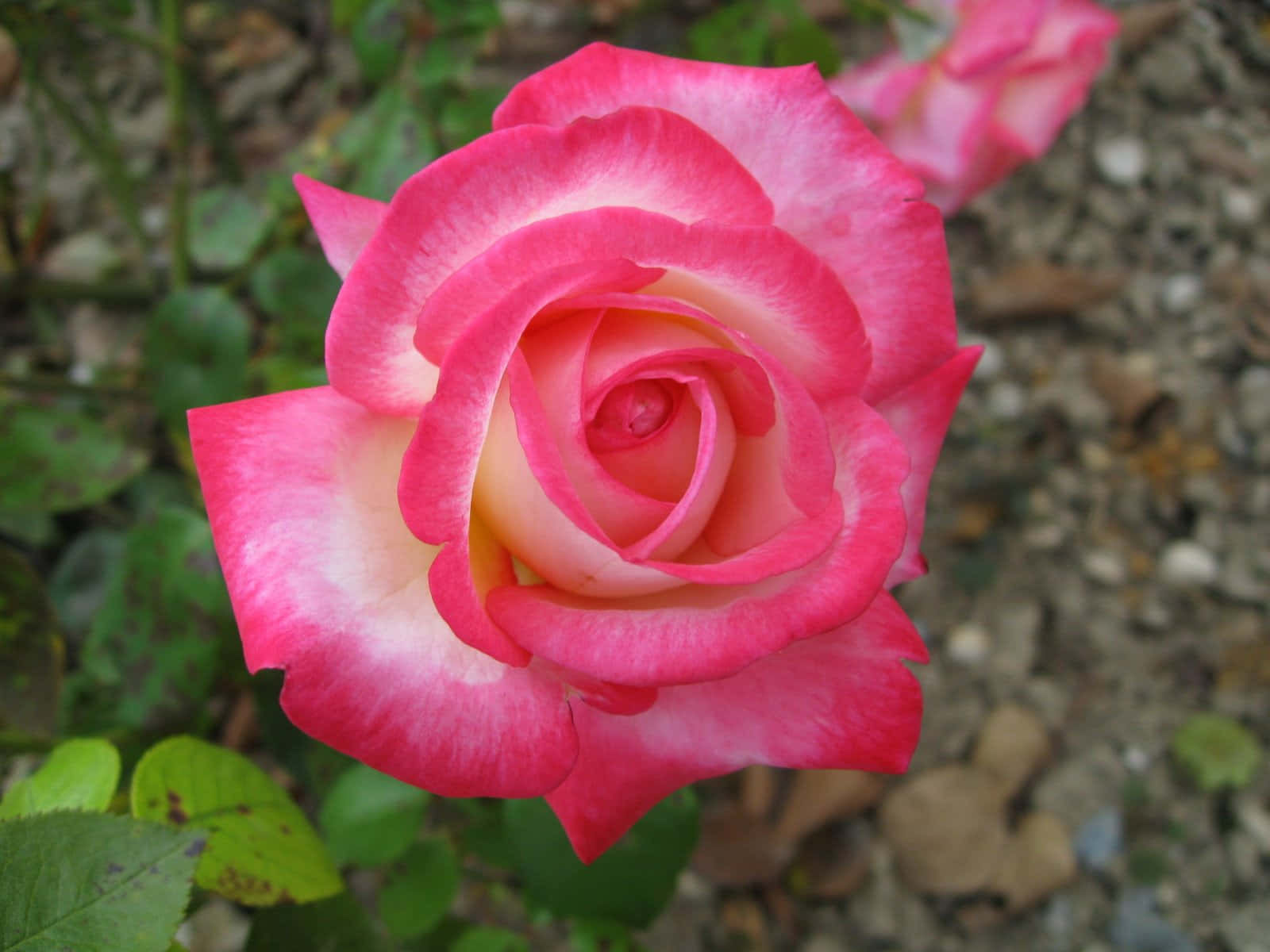 Beautiful Rose 桌布 壁紙 — 一朵帶有漸變花瓣的鮮豔粉紅玫瑰，在綠葉和礫石的柔和焦點花園背景下盛開。