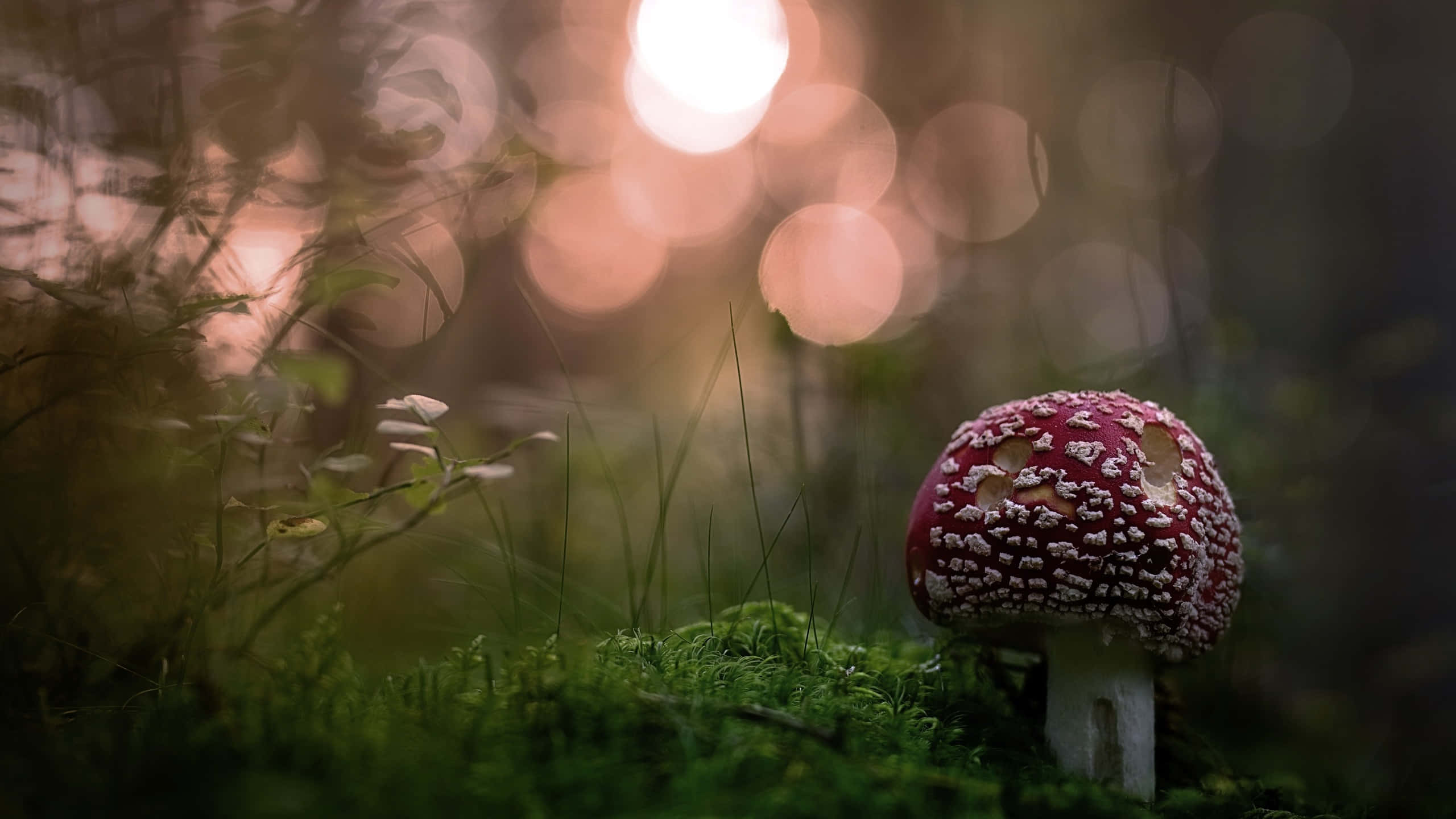 Kawaii Mushroom 桌布 壁紙 — 一朵帶有白色斑點的紅色毒蠅傘蘑菇，矗立在沐浴於柔和金色散景光線的森林苔蘚上。