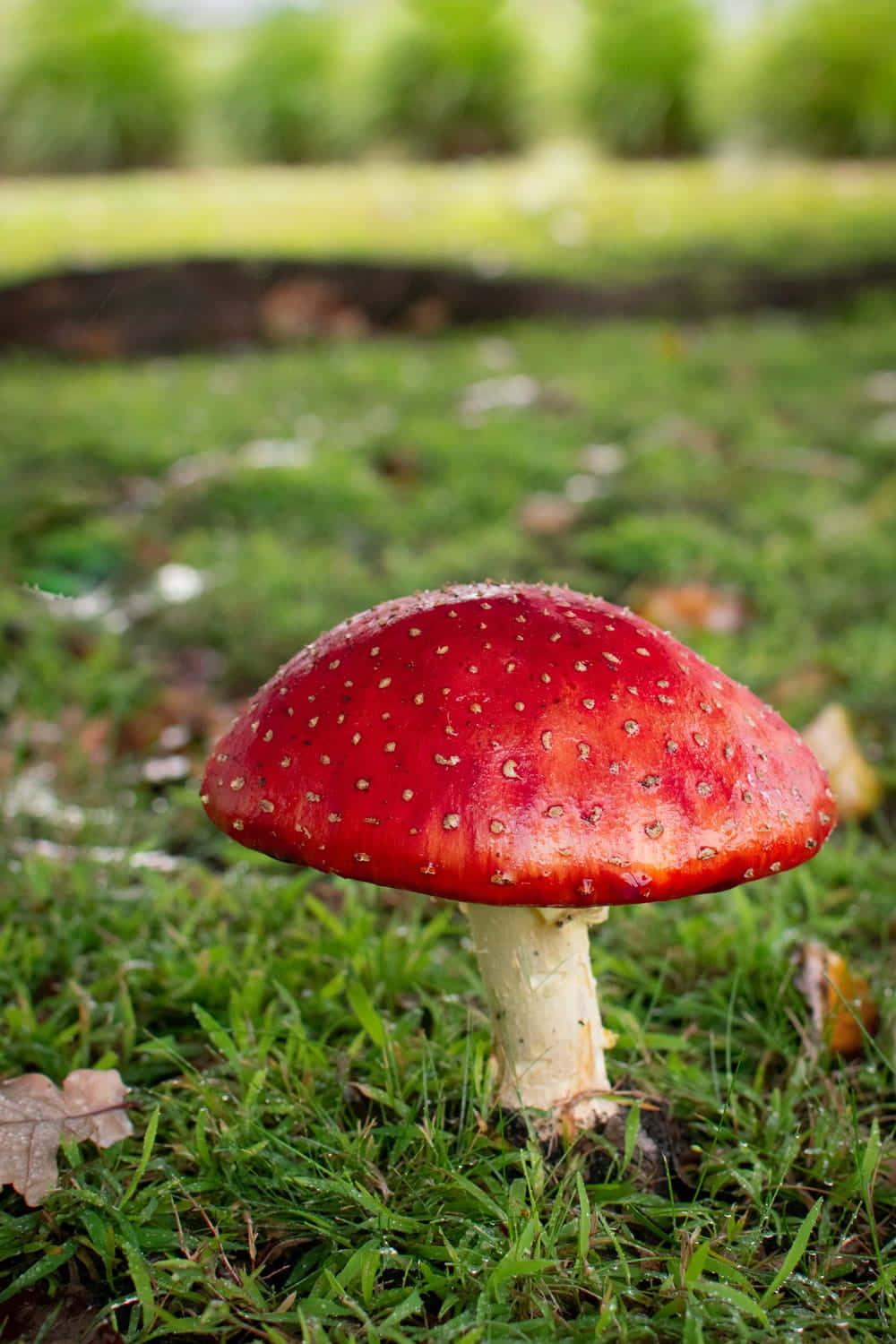 Kawaii Mushroom 桌布 壁紙 — 一朵帶有白色斑點的鮮紅色毒蠅傘，在沾滿露水的綠色草地上突出地聳立。