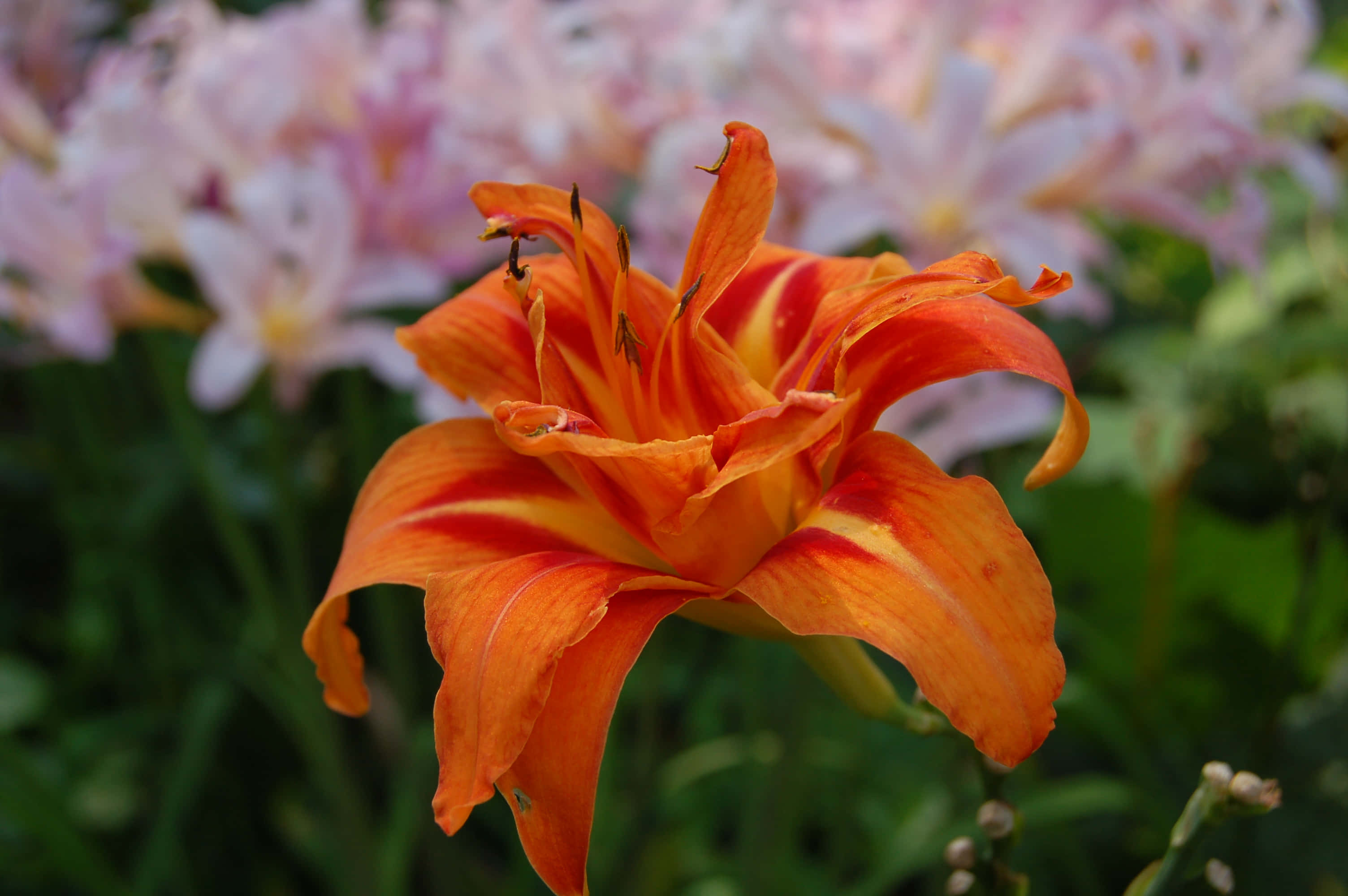 lily 桌布 壁紙 — 一朵帶有紅色條紋的鮮豔橙色百合花，在粉紅色花朵和綠色葉子的柔和背景下清晰綻放。