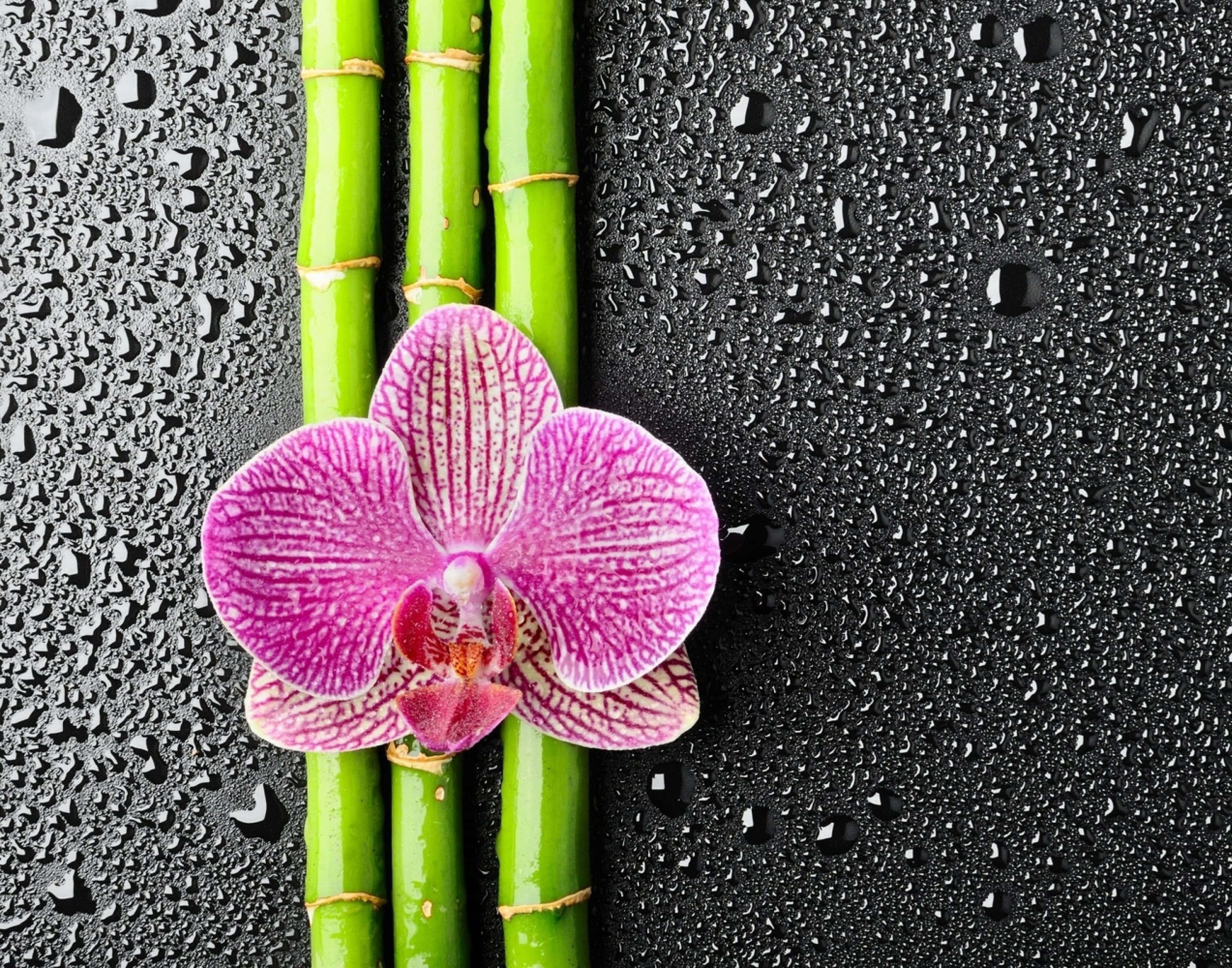 Orchids 桌布 壁紙 — 一朵帶有細膩條紋的鮮豔粉紅色蘭花，放在綠色竹莖上，背景是佈滿水滴的深色潮濕表面。