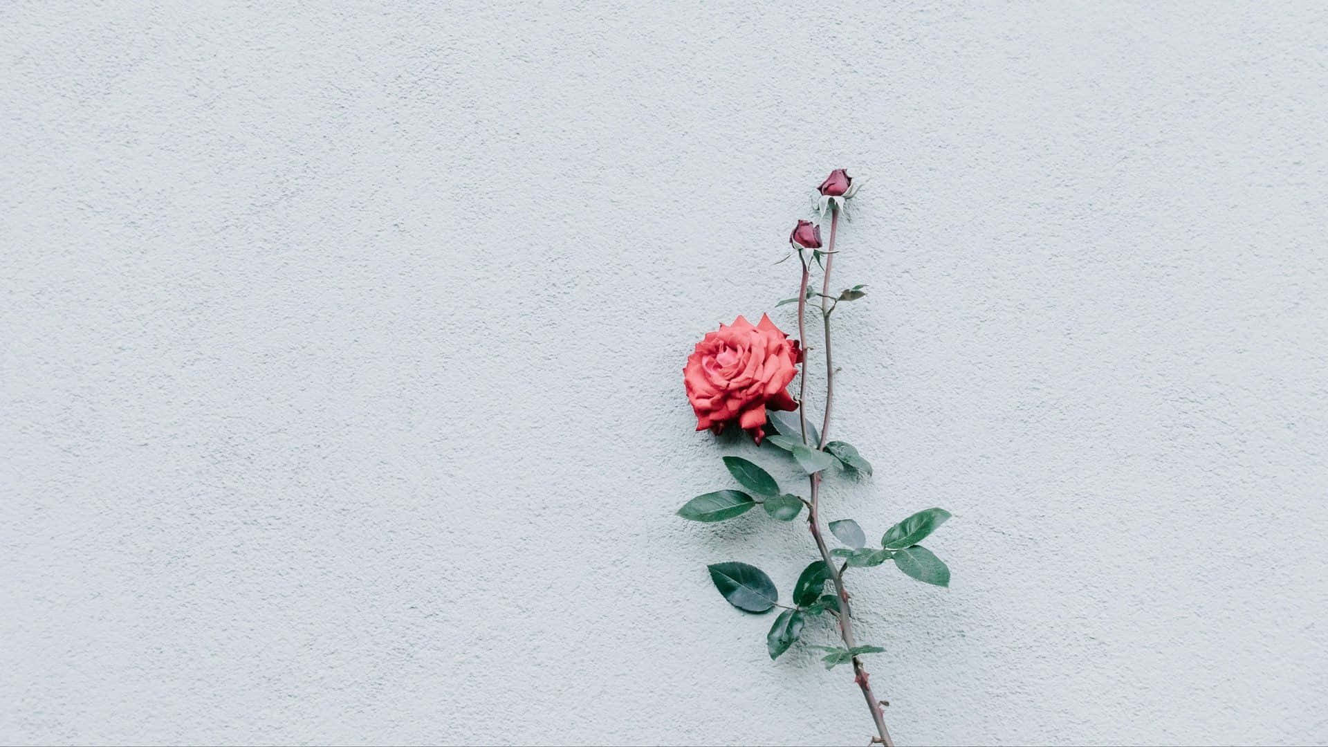 Aesthetic Rose 桌布 壁紙 — 一朵帶有綠葉和花蕾的紅玫瑰靠在一面有紋理的淺灰色牆上。