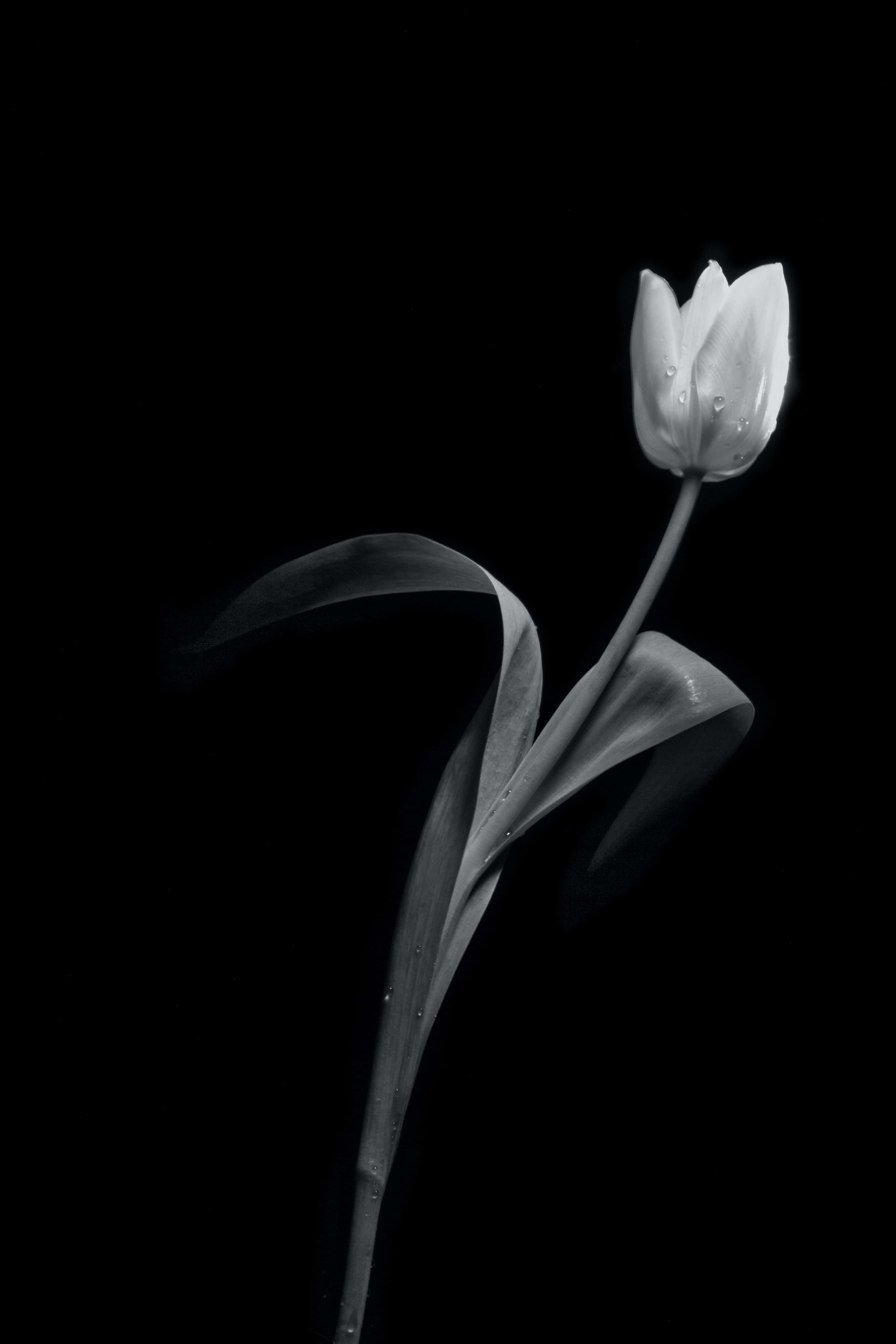 Black And White Flower 桌布 壁紙 — 一朵帶有露珠的單一鬱金香，在純黑色背景上以單色優雅地矗立。