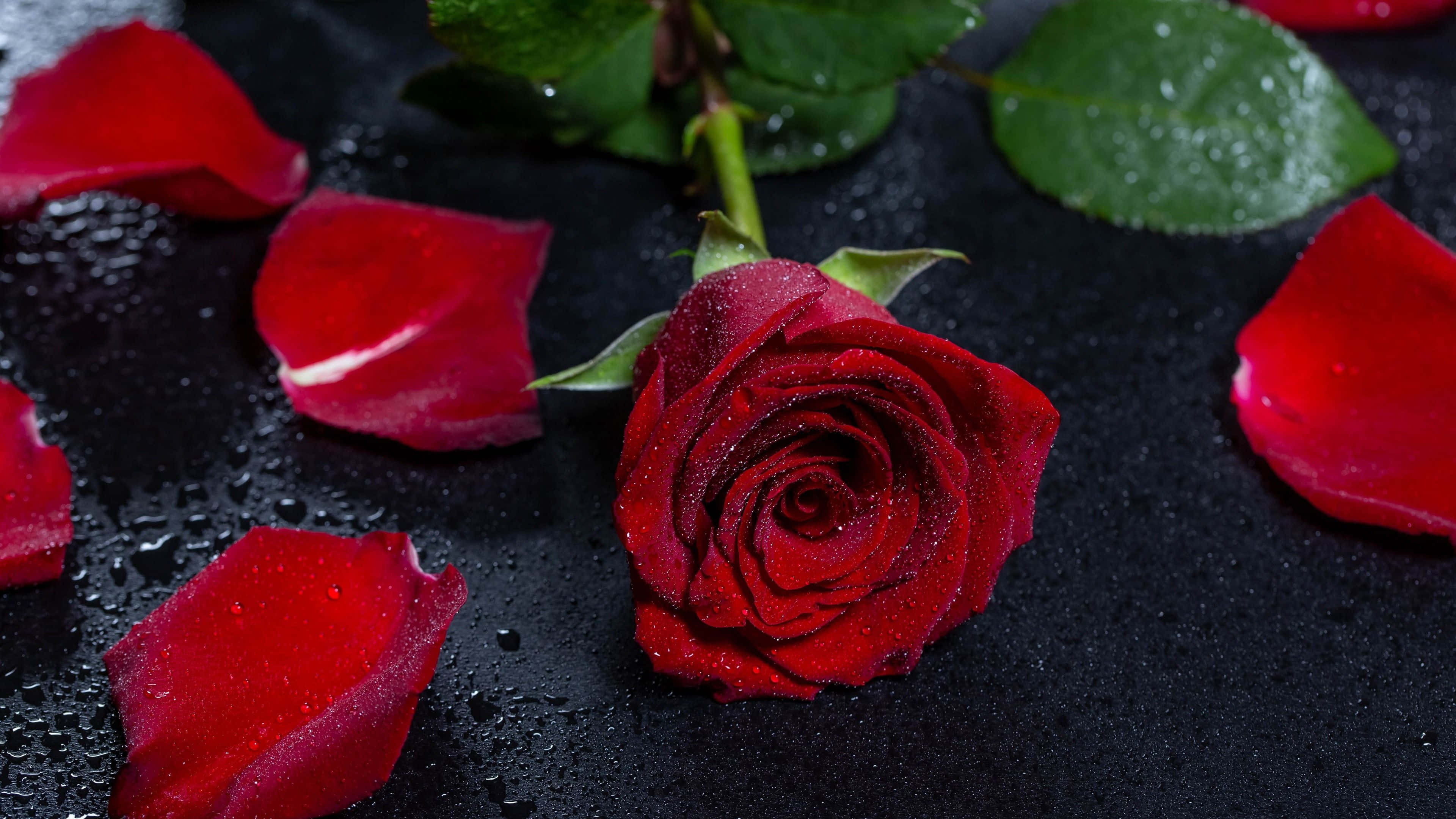 Rose Petal 桌布 壁紙 — 一朵帶有露珠的鮮紅玫瑰，放置在深色表面上，周圍散落著花瓣和綠葉。
