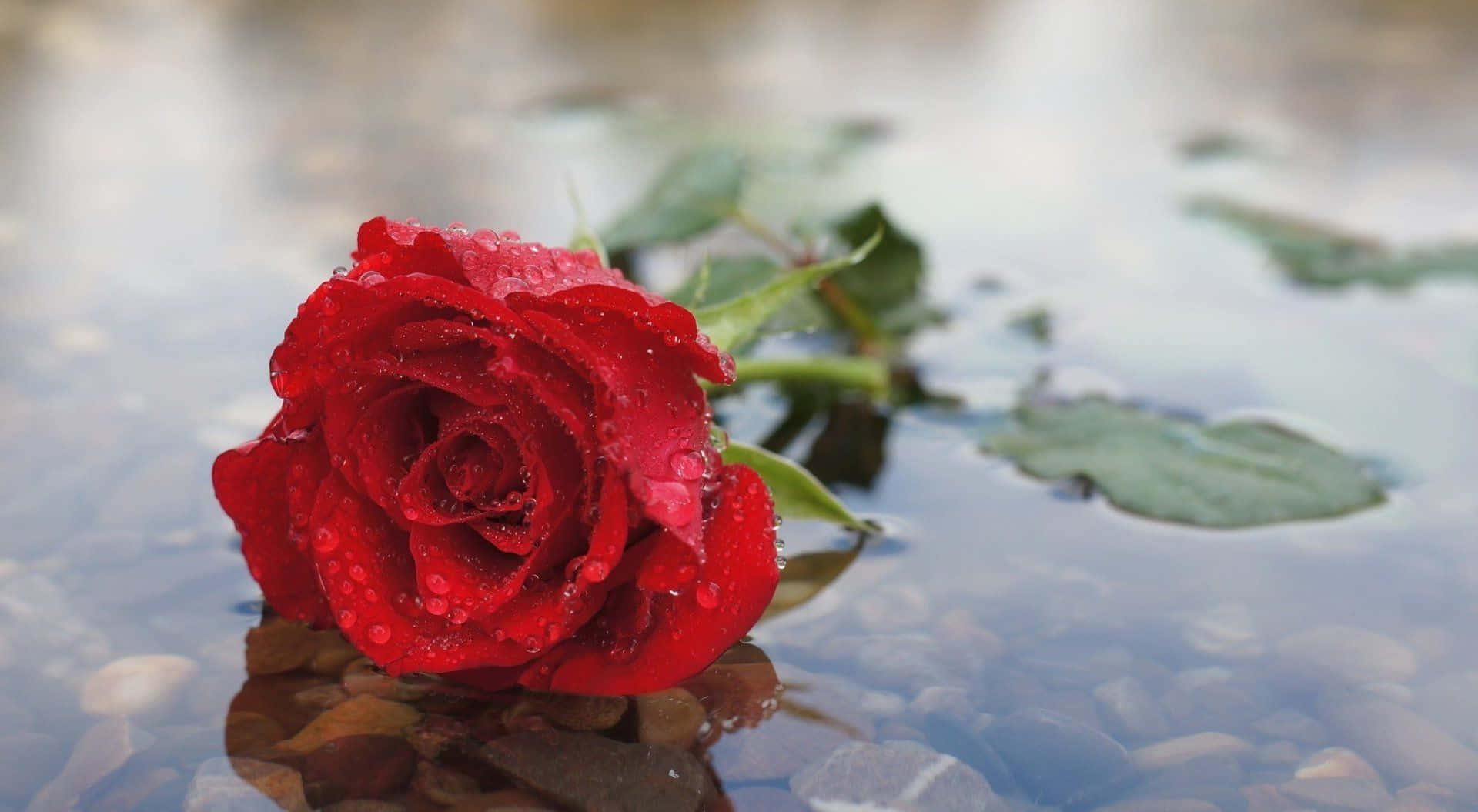 Rose In Rain 桌布 壁紙 — 一朵帶有露珠的鮮紅玫瑰輕輕漂浮在清澈的水面上，下方是光滑的鵝卵石。