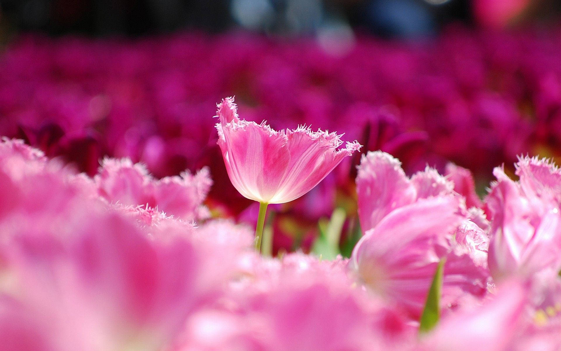 Pink Flowers 桌布 壁紙 — 一朵帶流蘇的粉紅色鬱金香在明亮的陽光下，在一片模糊的粉紅色花海中清晰對焦。