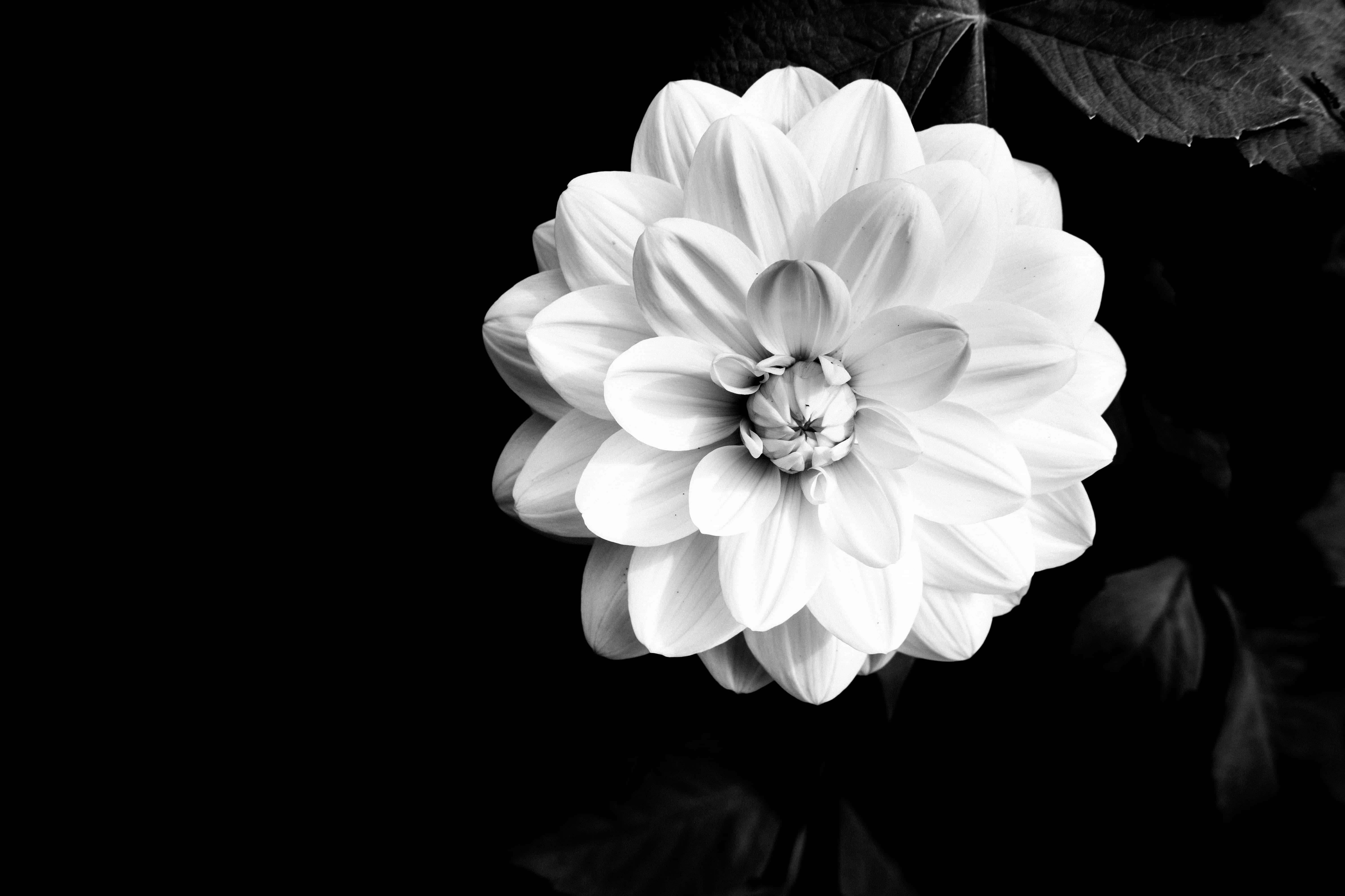 Black And White Flower 桌布 壁紙 — 一朵引人注目的單色大麗花在深黑色背景上綻放，帶有柔和的葉子陰影。