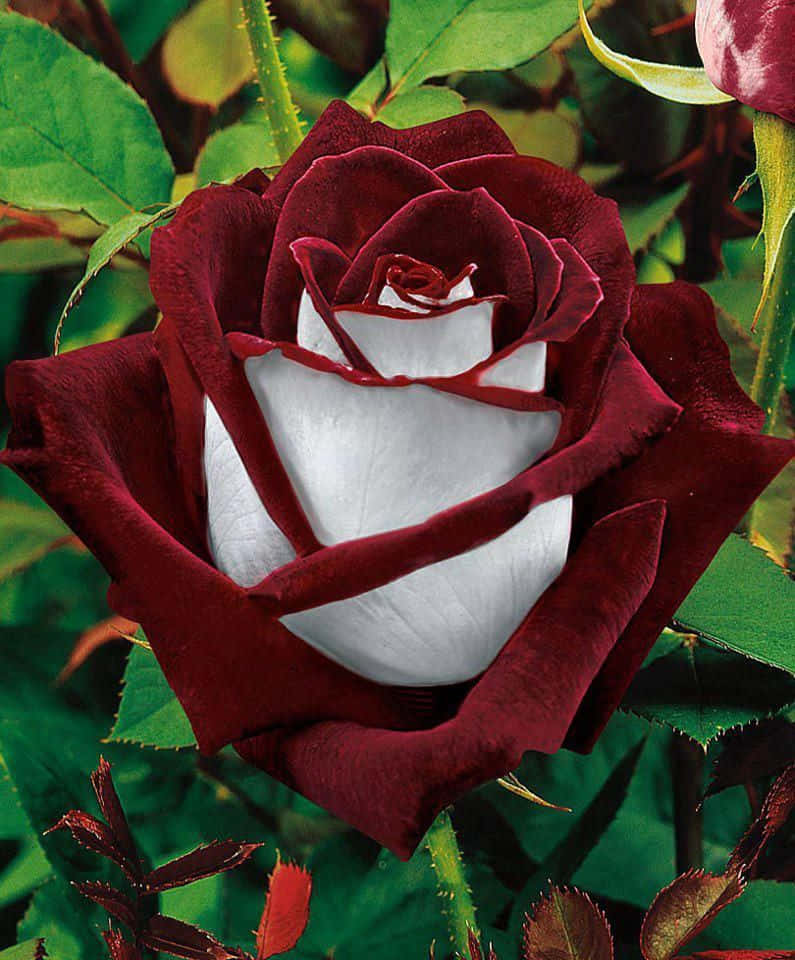Single Rose 桌布 壁紙 — 一朵引人注目的深紅玫瑰，帶有純淨的白色中心，在茂密的綠葉中綻放。