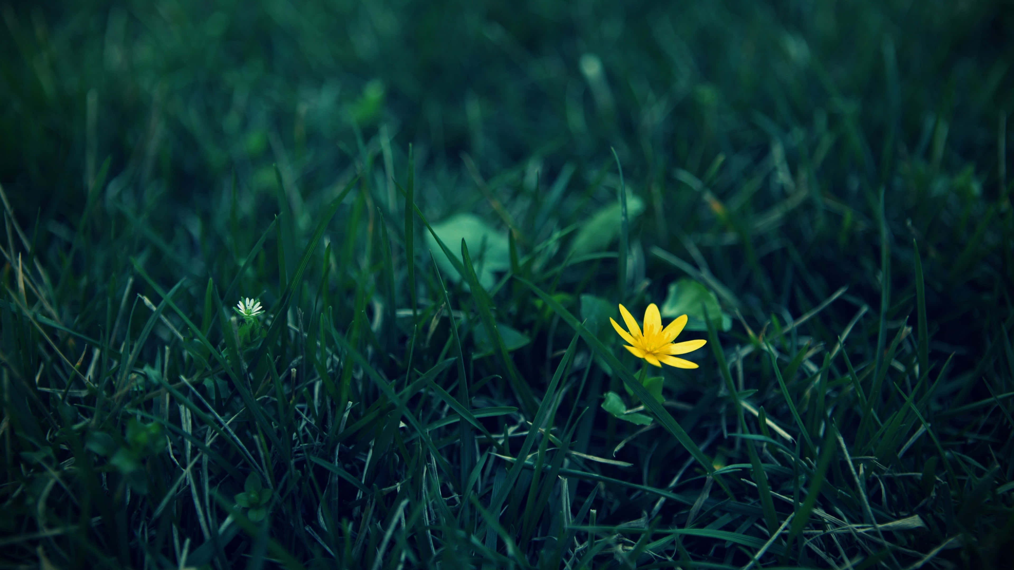 Wild Flower In Meadows 桌布 壁紙 — 一朵明亮的黃色花朵在深綠色草叢中，在柔和暮光下倔強地綻放。