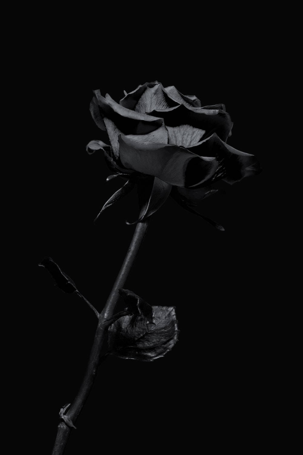 玫瑰 桌布 壁紙 — 一朵枯萎的黑玫瑰矗立在純黑背景上，花瓣捲曲，細膩的陰影凸顯其凋零。