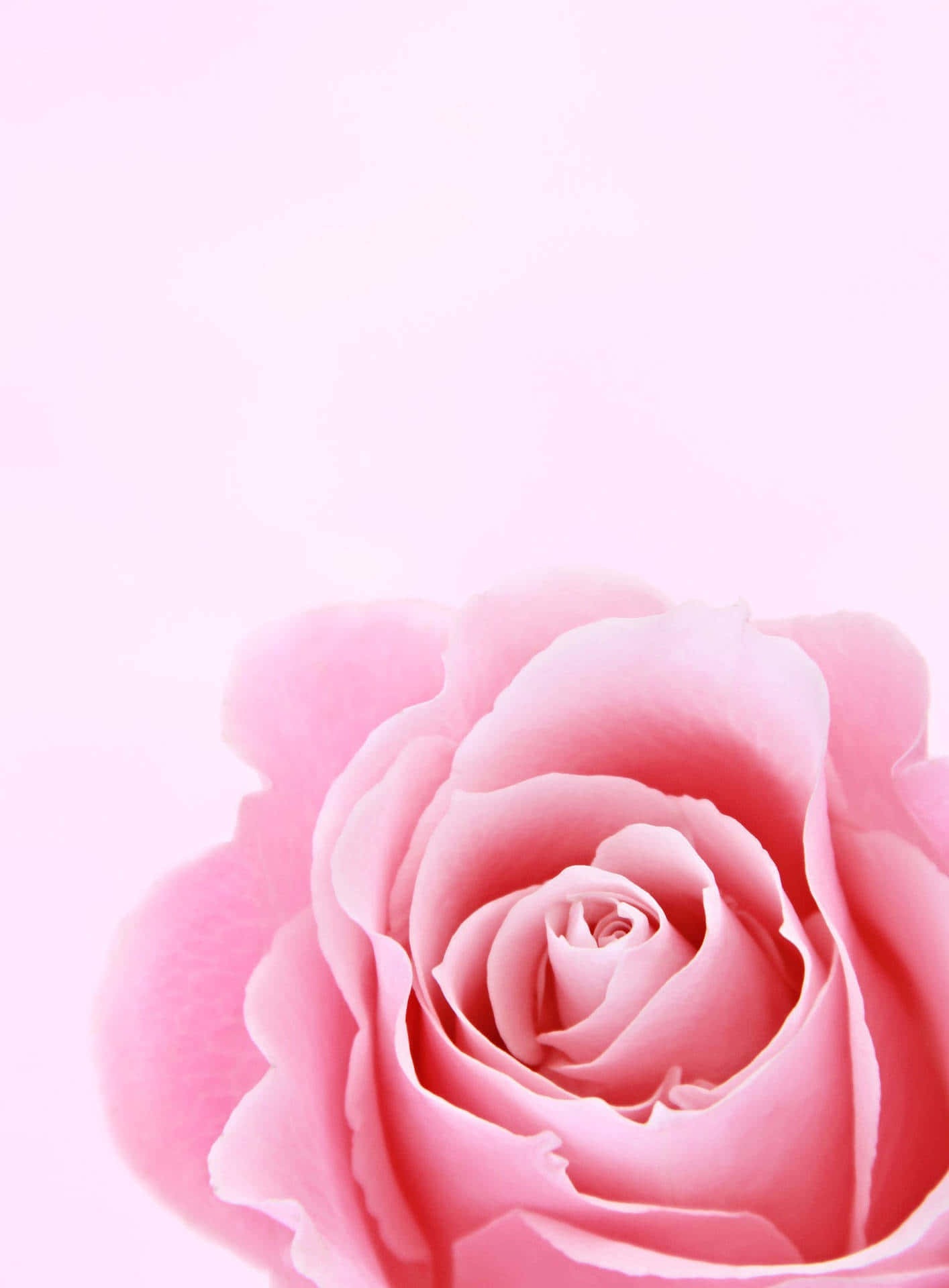 Aesthetic Rose 桌布 壁紙 — 一朵柔和的粉紅玫瑰在柔和的漸變背景上綻放，細膩的花瓣展開，展現寧靜的美麗。