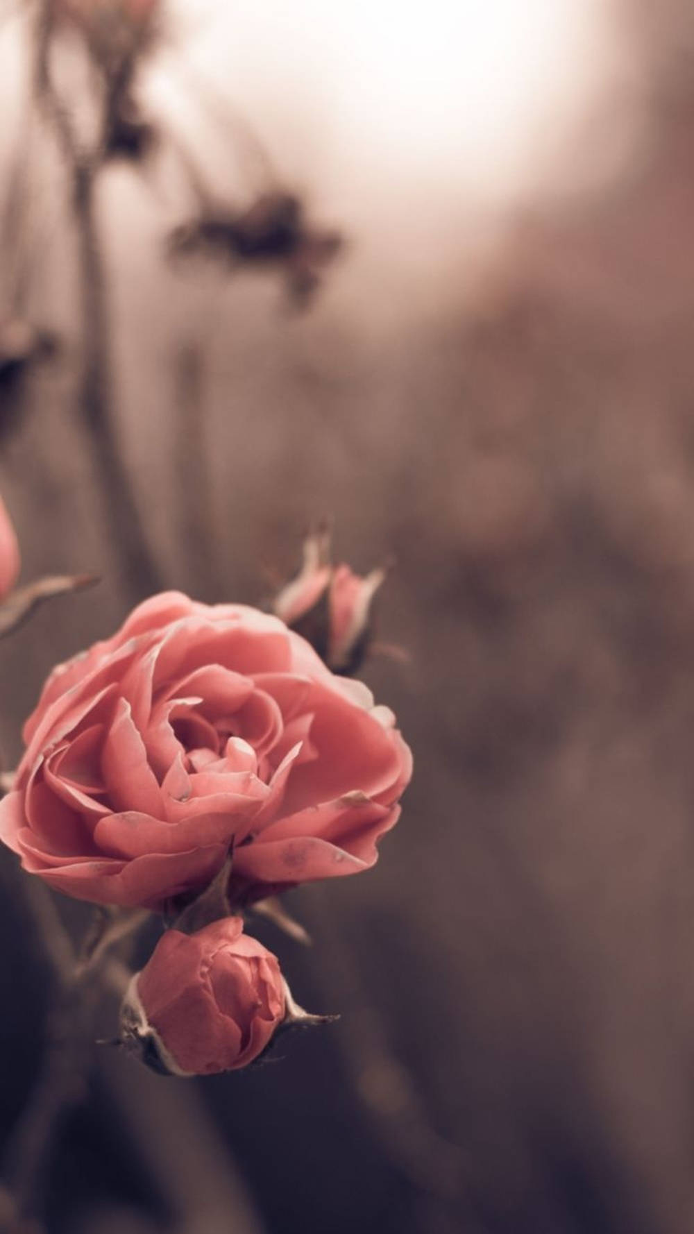 Roses 桌布 壁紙 — 一朵柔和的粉紅玫瑰在模糊的復古色背景中，伴隨著柔和的逆光，細膩地綻放。