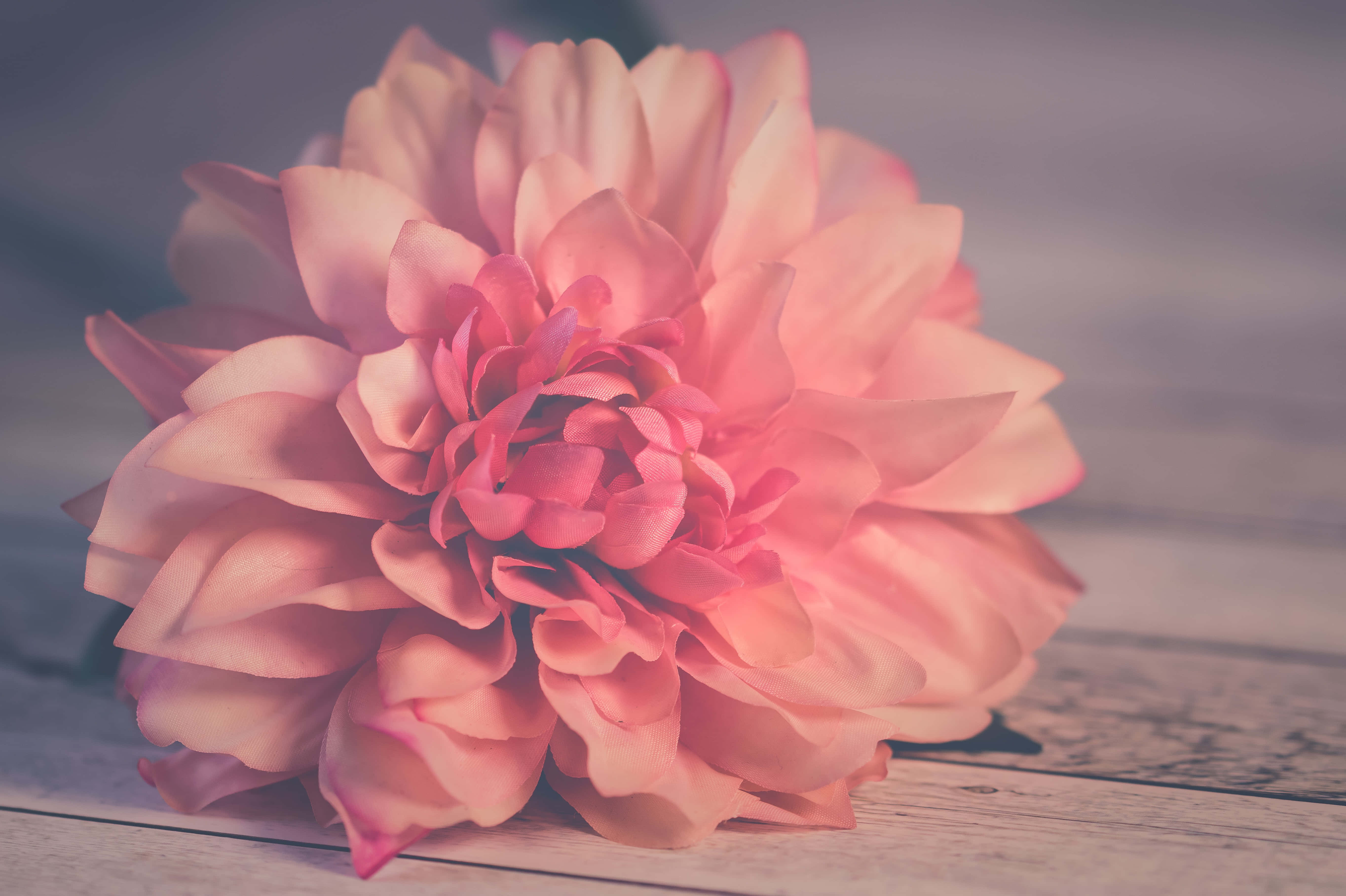 Pretty Flower 桌布 壁紙 — 一朵柔和的粉紅色大理花，層層花瓣輕輕地放在經風化的木質表面上，光線柔和。