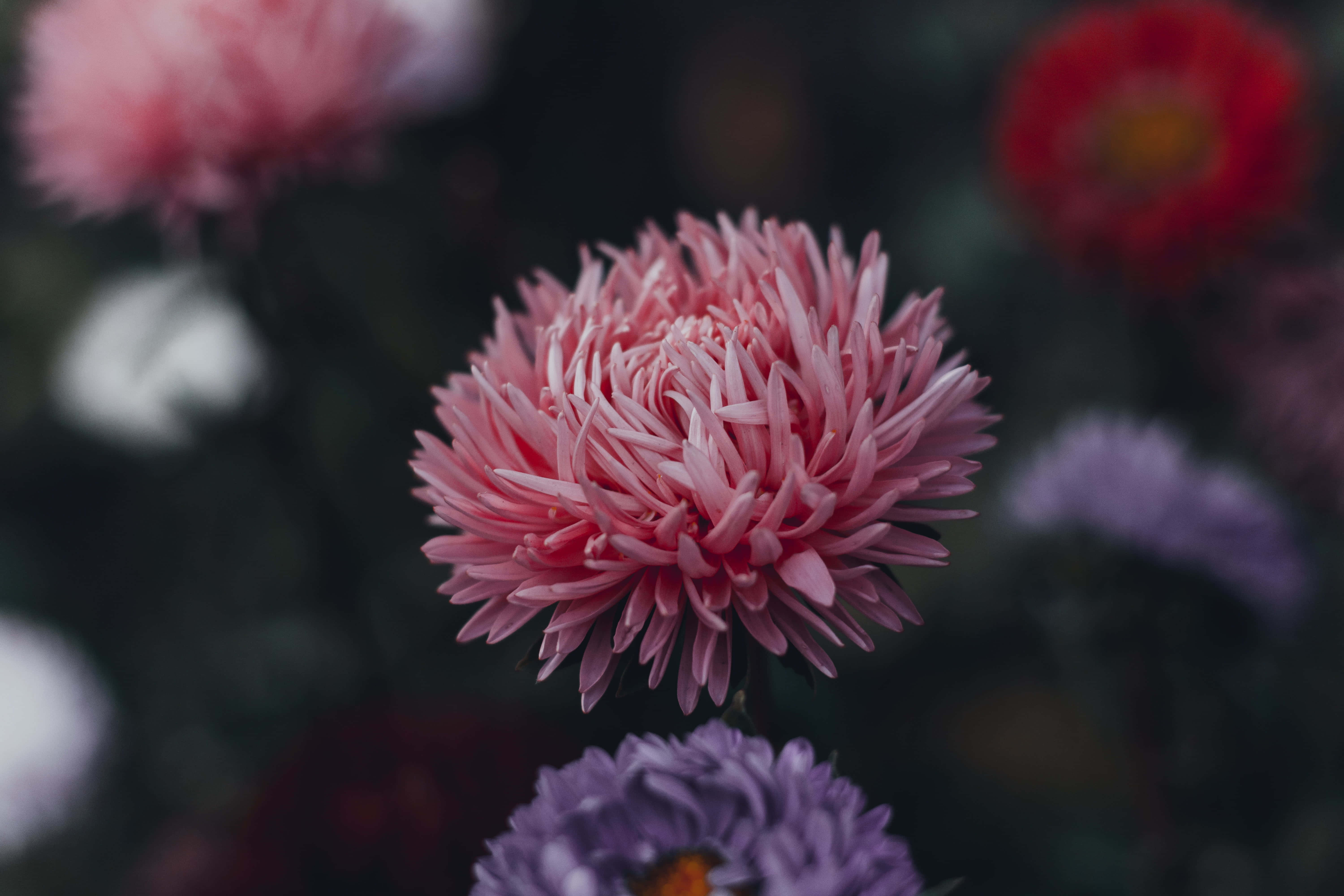 Pink Chrysanthemums 桌布 壁紙 — 一朵柔和的粉紅色菊花在模糊的花園背景下盛開，背景中有紅色、紫色和白色的花朵。