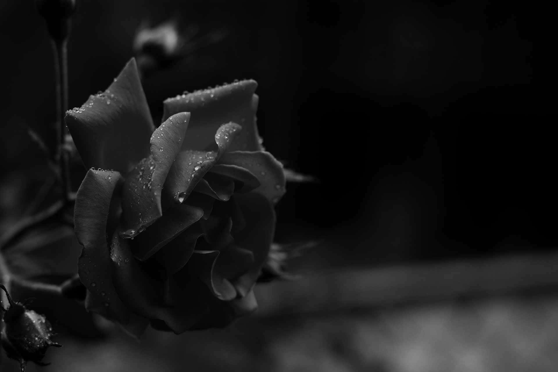 Aesthetic Rose 桌布 壁紙 — 一朵沾滿露水的玫瑰的黑白特寫，背景柔和，陰影強烈。