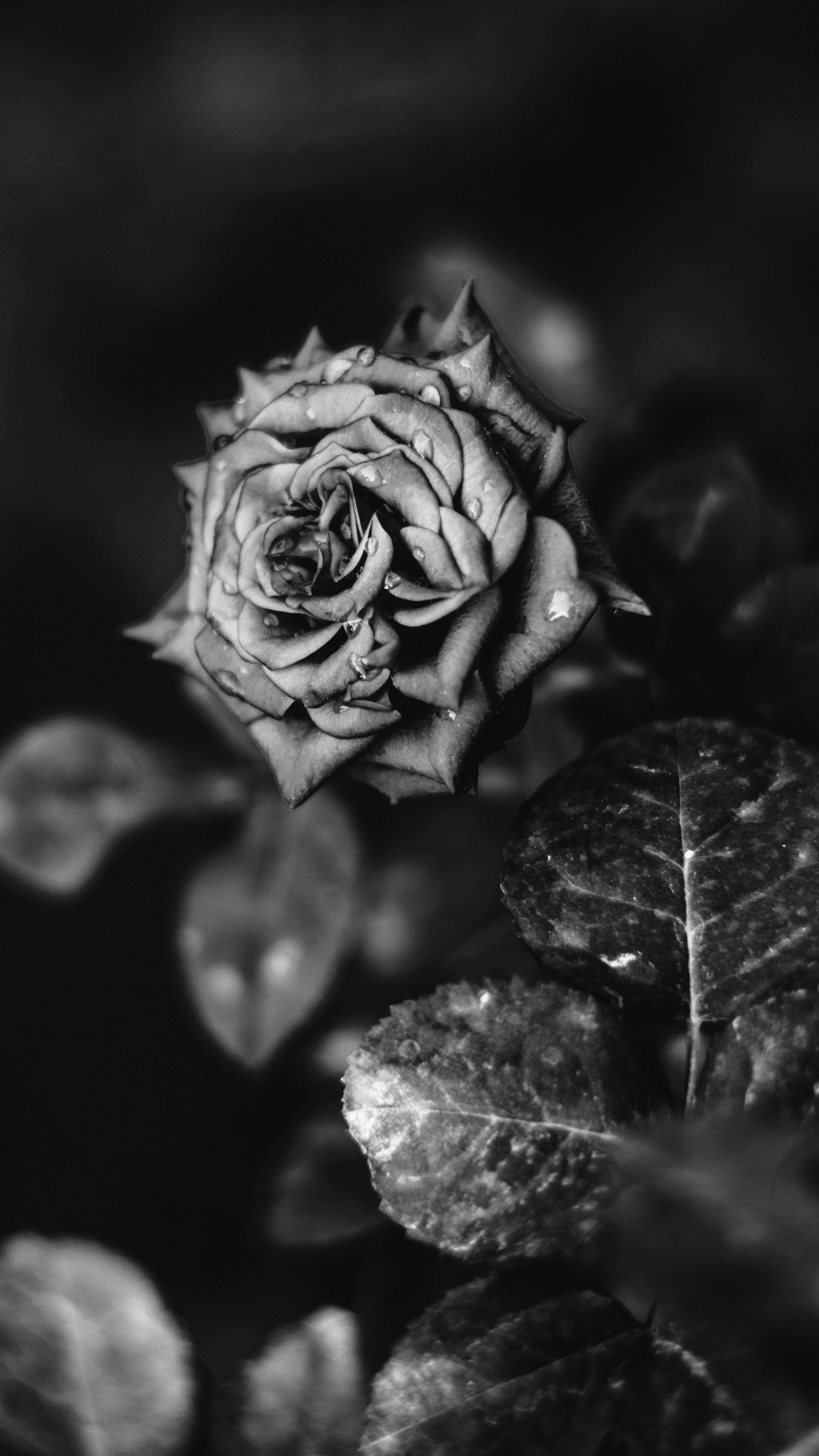 玫瑰 桌布 壁紙 — 一朵沾滿露水的玫瑰花蕾的黑白特寫，花瓣精緻，葉子在柔焦中模糊。