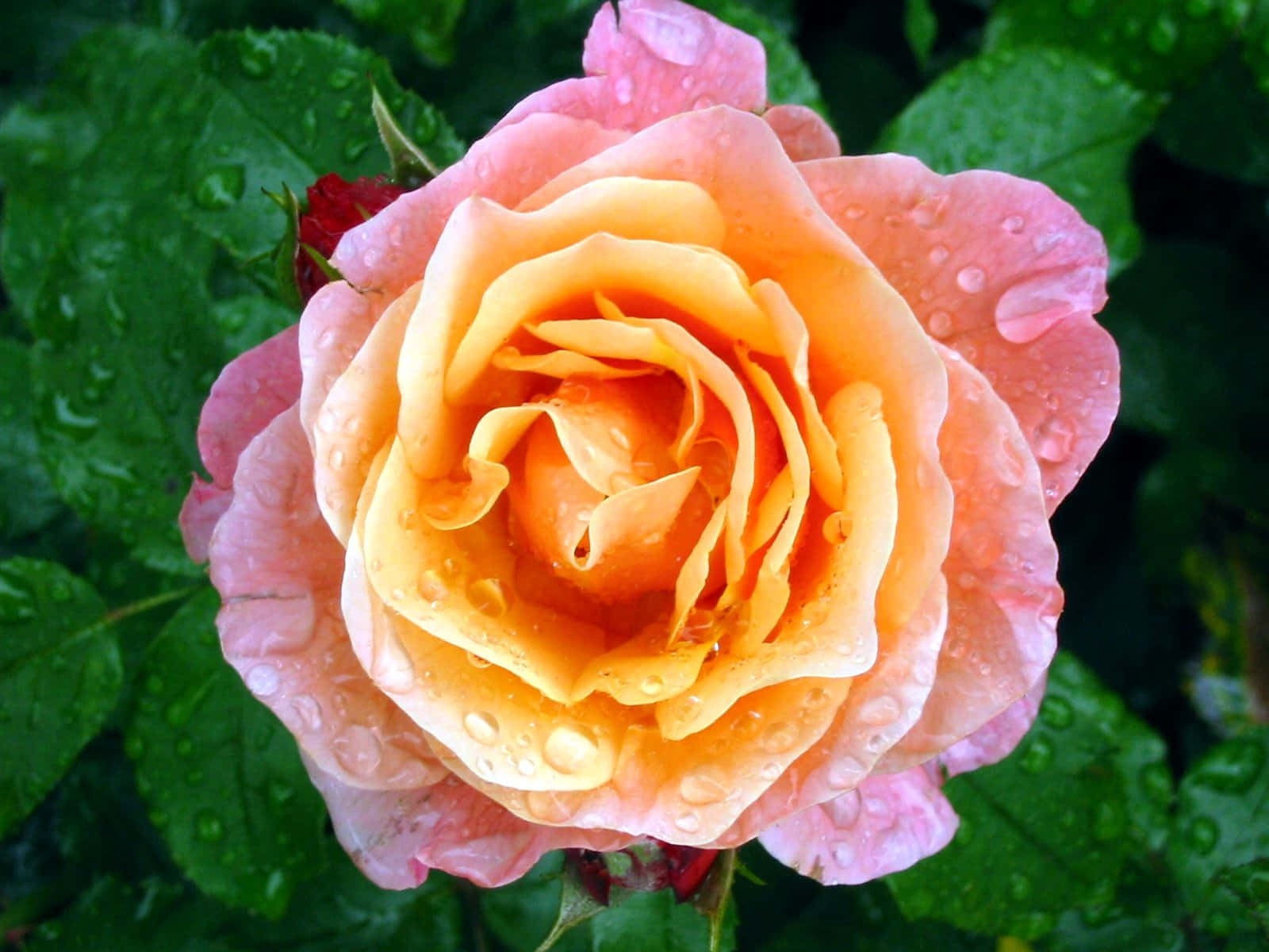 Beautiful Rose 桌布 壁紙 — 一朵沾滿露水的蜜桃色和黃色玫瑰的特寫，層層花瓣上閃爍著水珠，襯托著茂盛的綠葉。