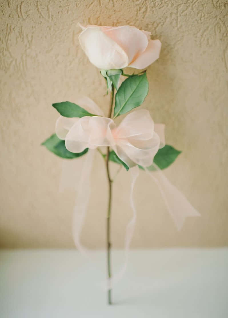 Single Rose 桌布 壁紙 — 一朵淡粉紅玫瑰，配以綠葉和透明絲帶蝴蝶結，優雅地立於有紋理的米色牆前。