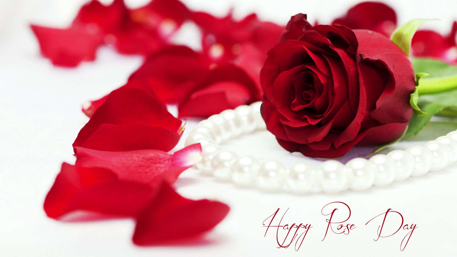 Red Rose 桌布 壁紙 — 一朵深紅玫瑰和散落的花瓣放在一條白色珍珠項鍊旁邊，置於純白表面上。