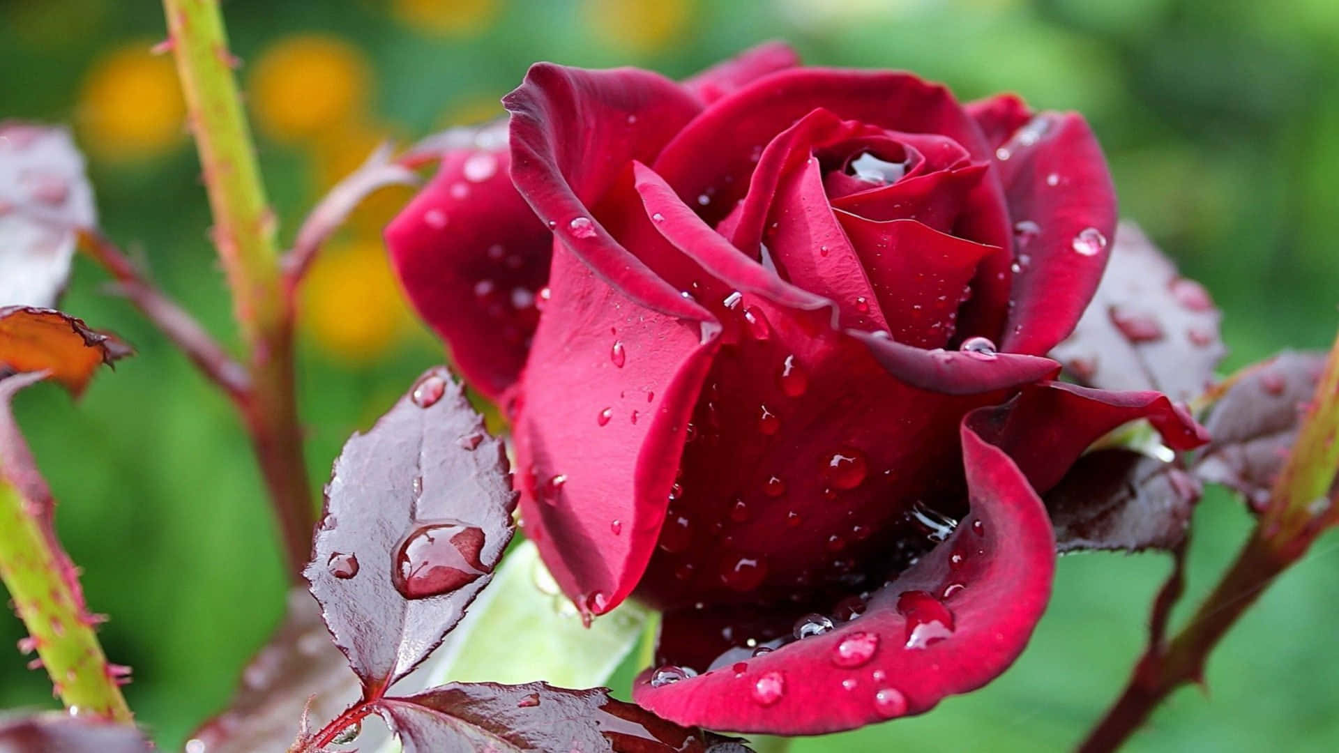 Rose In Rain 桌布 壁紙 — 一朵深紅玫瑰在柔和模糊的綠色背景下閃爍著露珠。