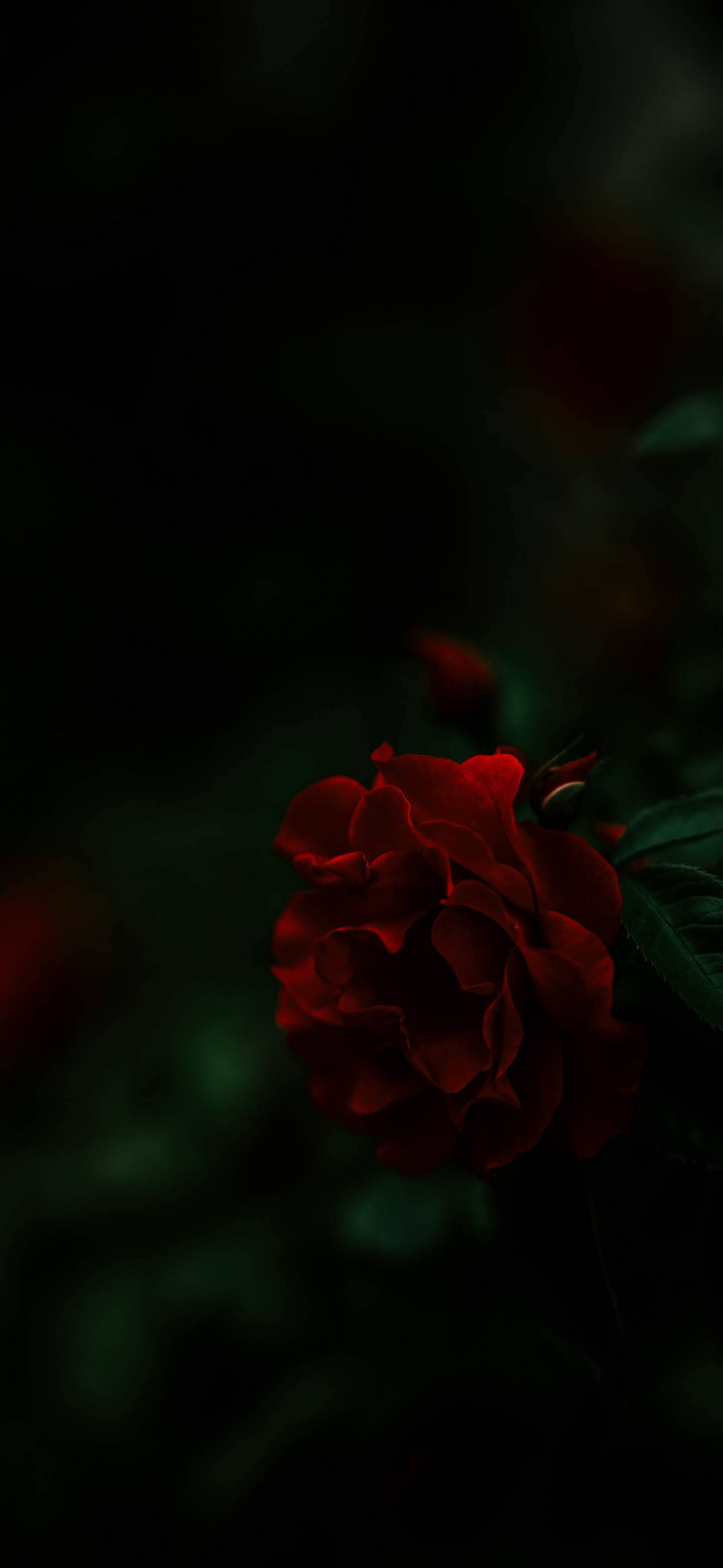 Android Phone 桌布 壁紙 — 一朵深紅玫瑰在陰影黑暗中綻放，柔軟的綠葉在昏暗處幾乎看不見。