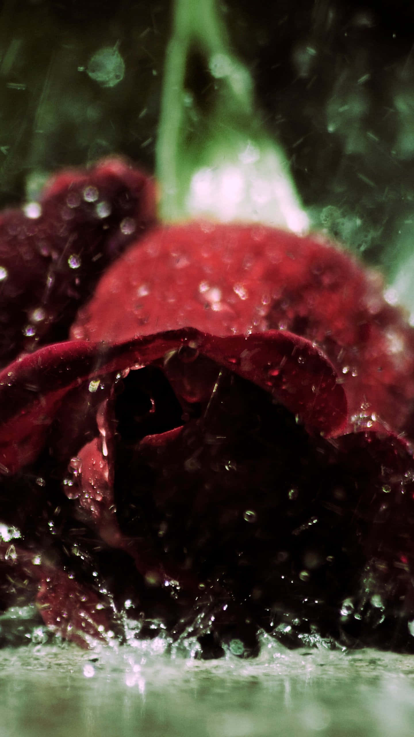 Rose In Rain 桌布 壁紙 — 一朵深紅玫瑰在雨滴中閃閃發光，水滴在花瓣周圍飛濺，背景是深綠色。