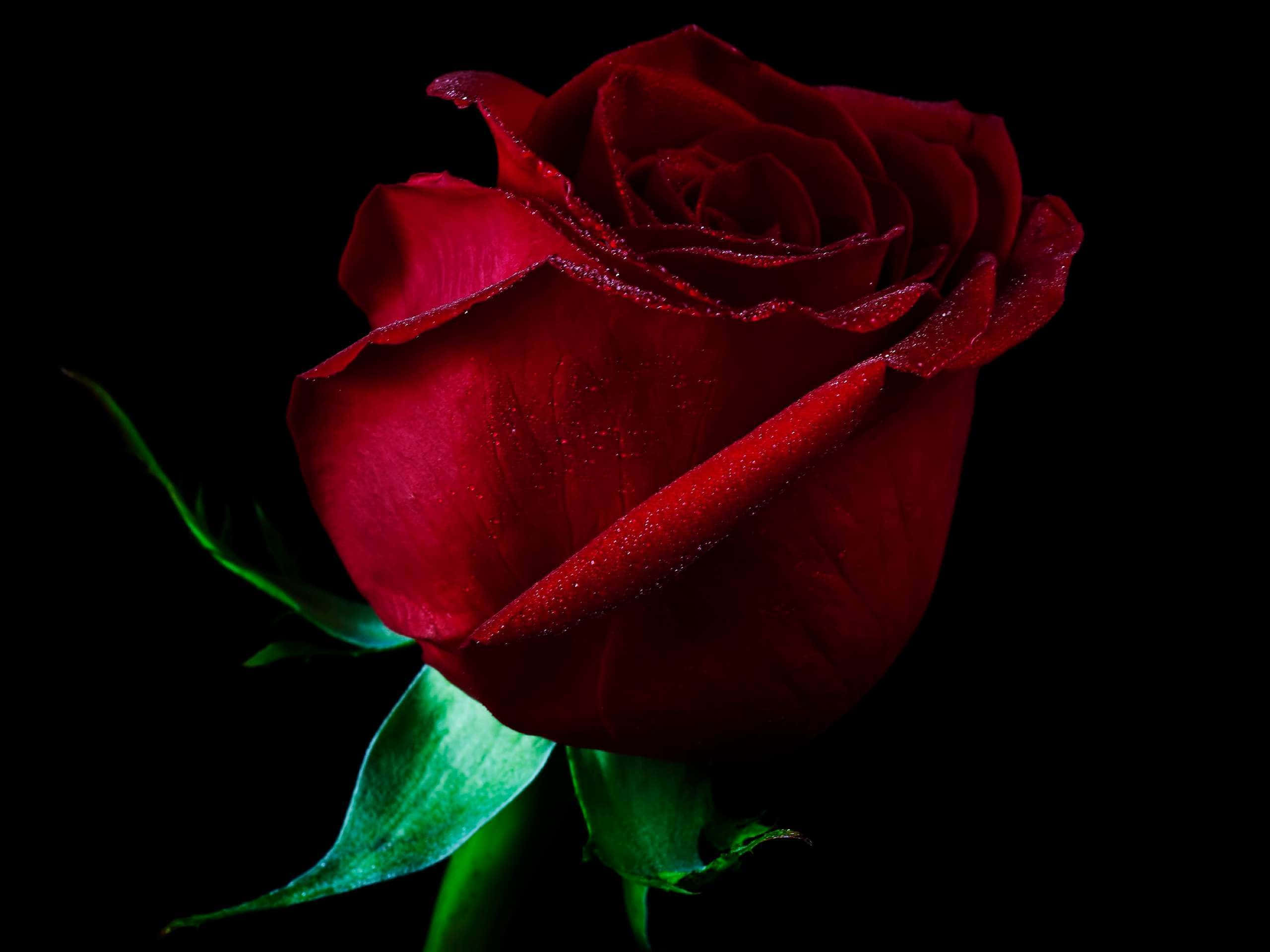 Red Rose 桌布 壁紙 — 一朵深紅玫瑰帶着露珠在純黑背景上閃閃發光。