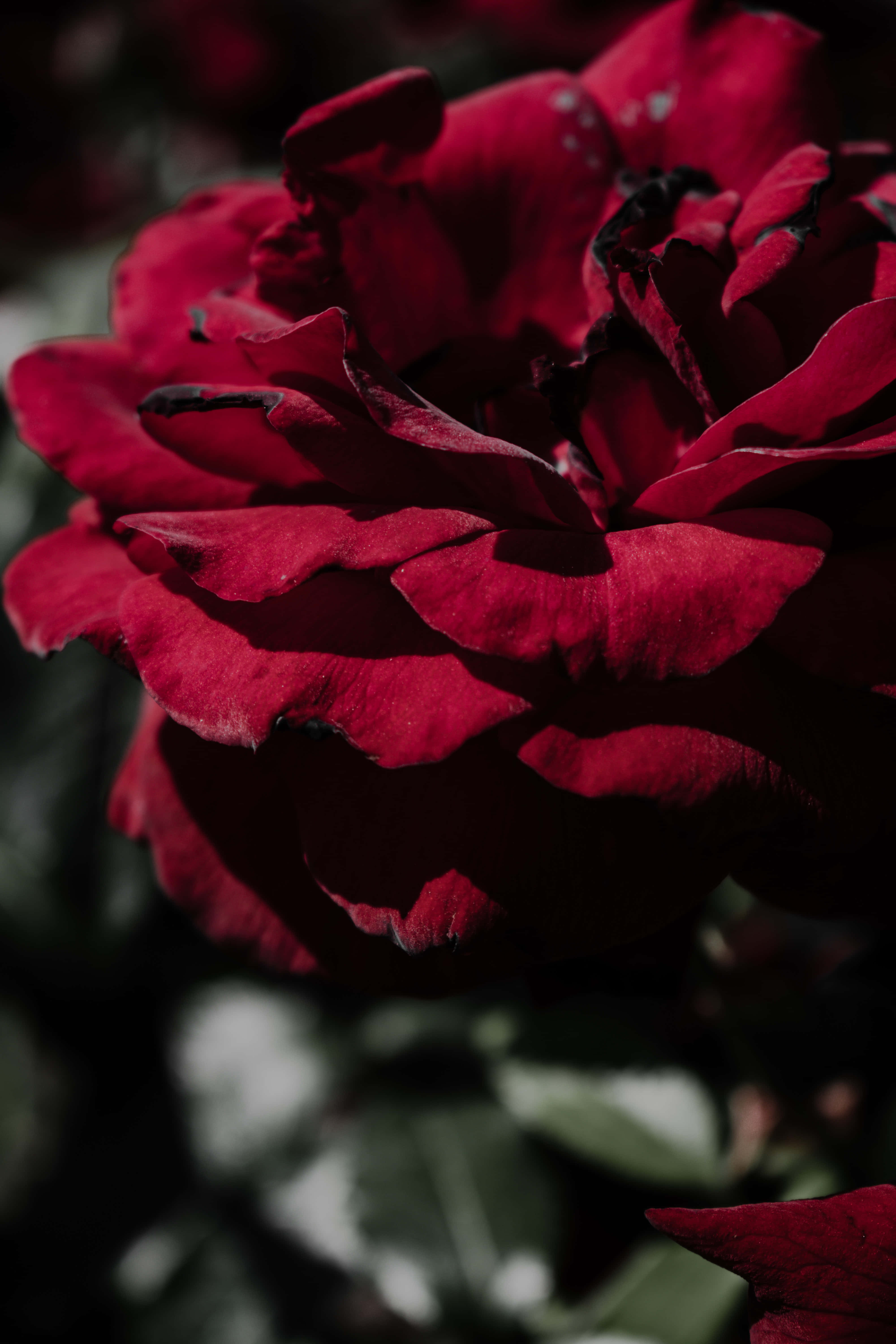 Aesthetic Rose 桌布 壁紙 — 一朵深紅色玫瑰的特寫，帶有戲劇性的陰影和紋理花瓣，背景是模糊的深綠色。