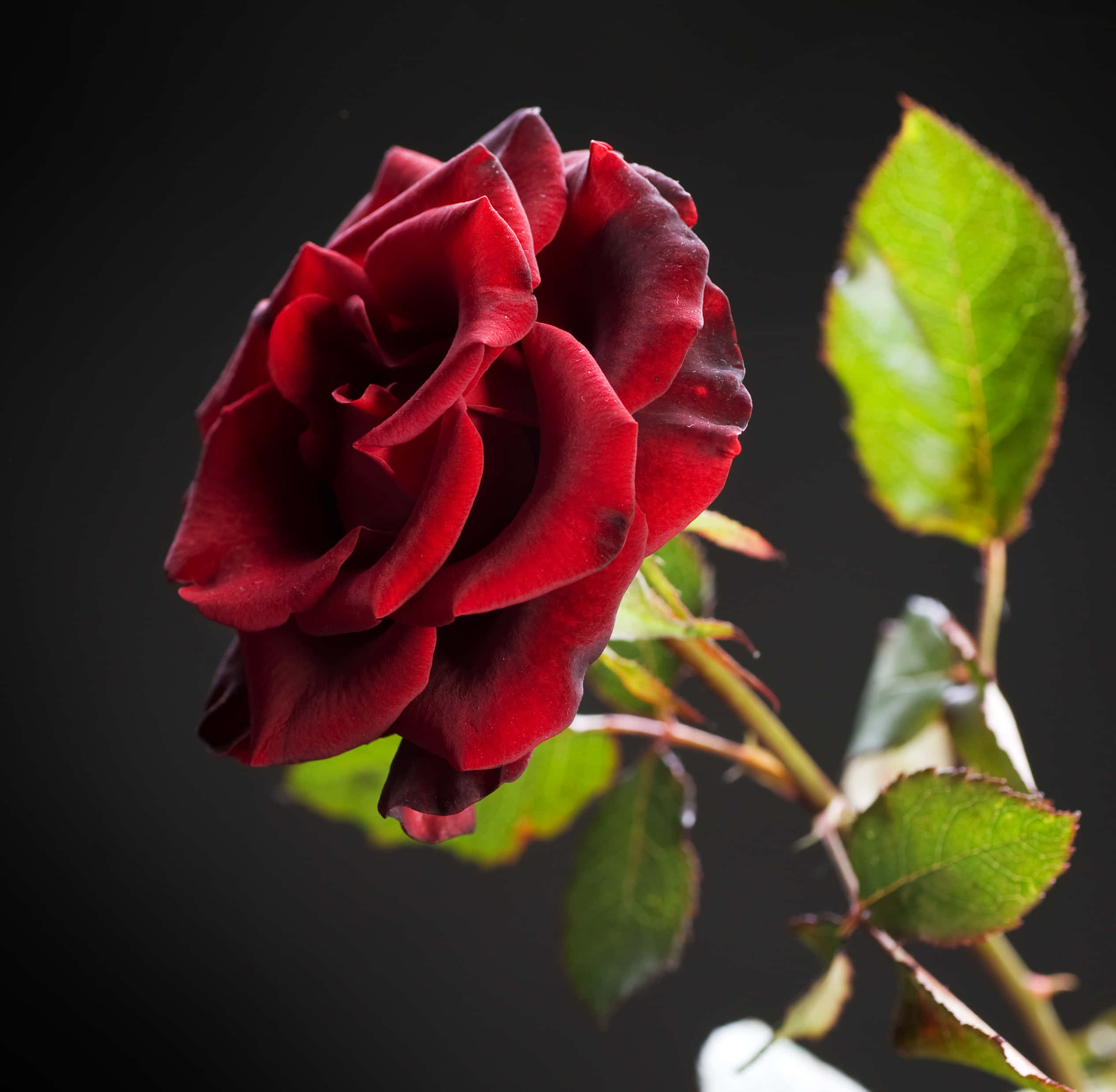 Beautiful Rose 桌布 壁紙 — 一朵深紅色的玫瑰，帶有天鵝絨般的花瓣和綠葉，在深色背景下格外突出。