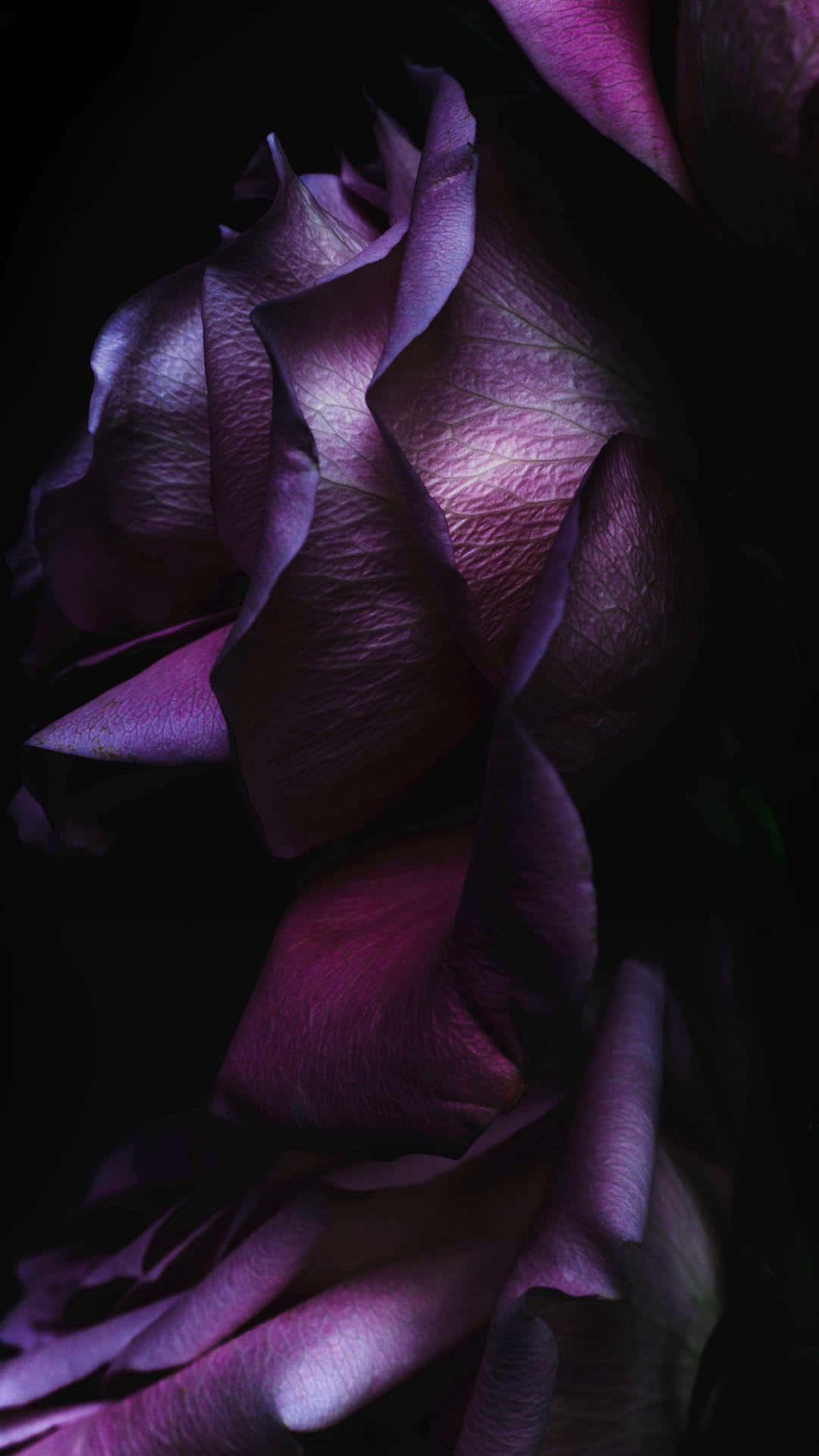 Rose Art 桌布 壁紙 — 一朵深紫色玫瑰的特寫，花瓣如天鵝絨般柔軟，在黑色背景下被柔和光線照亮。