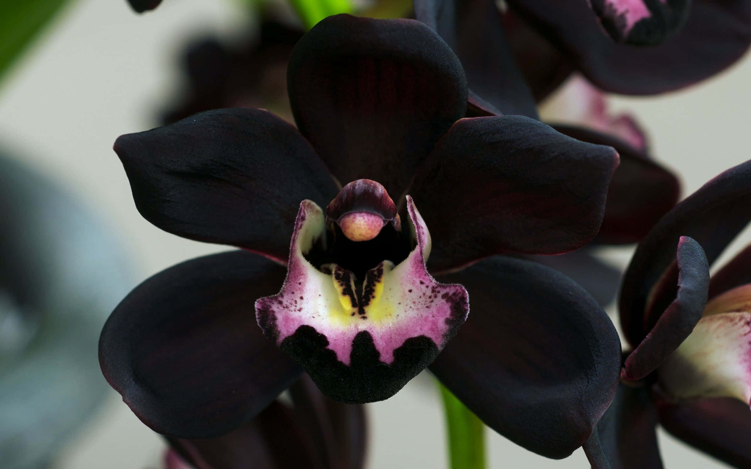 Orchids 桌布 壁紙 — 一朵深紫色蘭花的特寫，帶有充滿活力的粉紅色和黃色中心，背景柔和模糊。