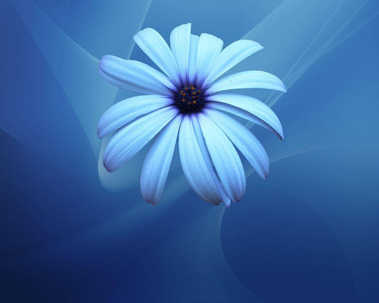 Blue Flower 桌布 壁紙 — 一朵淺藍色雛菊，深色花心，在帶有柔和光線的漸變藍色抽象背景上綻放。
