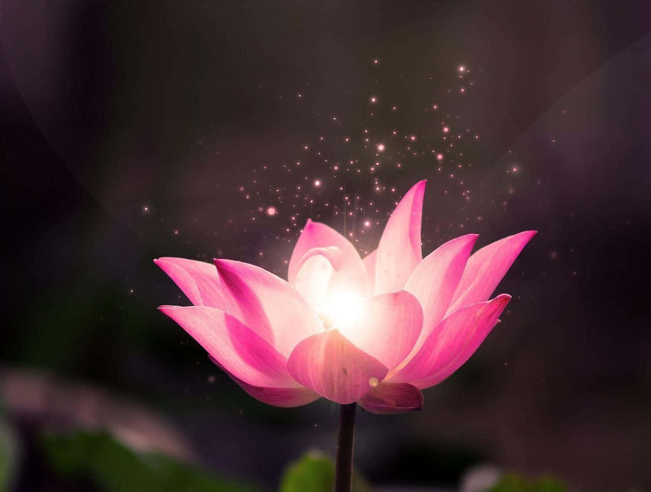 蓮花 桌布 壁紙 — 一朵燦爛的粉紅色蓮花在黑暗模糊的背景中綻放，散發著光芒和閃爍的粒子。