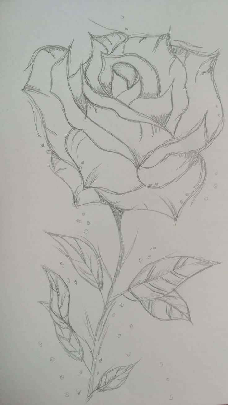 Rose Art 桌布 壁紙 — 一朵玫瑰的精緻鉛筆素描，花瓣和葉子細節豐富，背景簡潔。