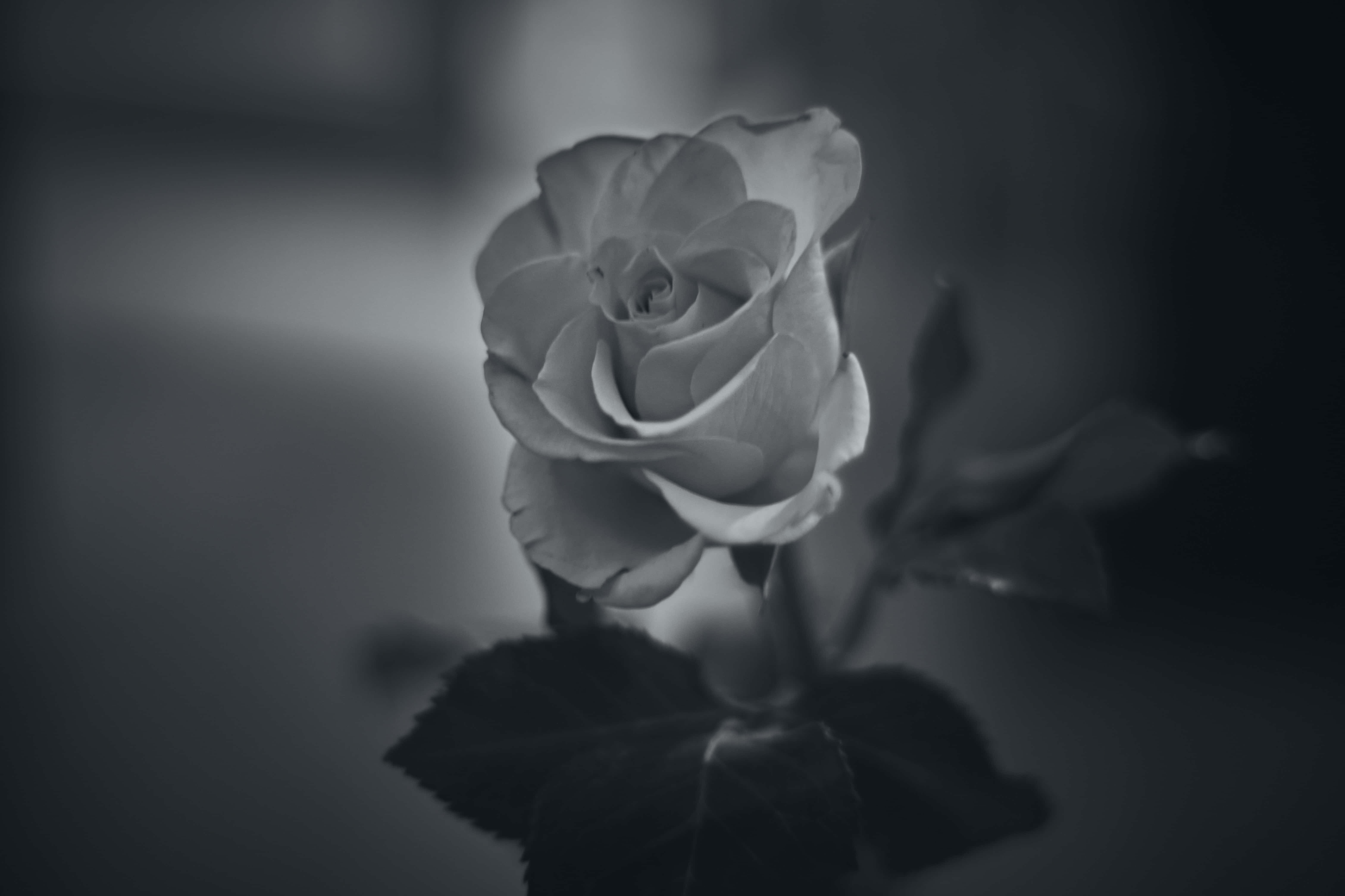 Black And White Flower 桌布 壁紙 — 一朵玫瑰的黑白特寫，光線柔和，景深較淺。