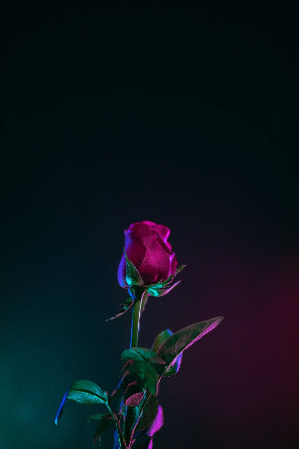 玫瑰 桌布 壁紙 — 一朵玫瑰花蕾在深黑色背景上散發著洋紅色和藍綠色的霓虹光芒。