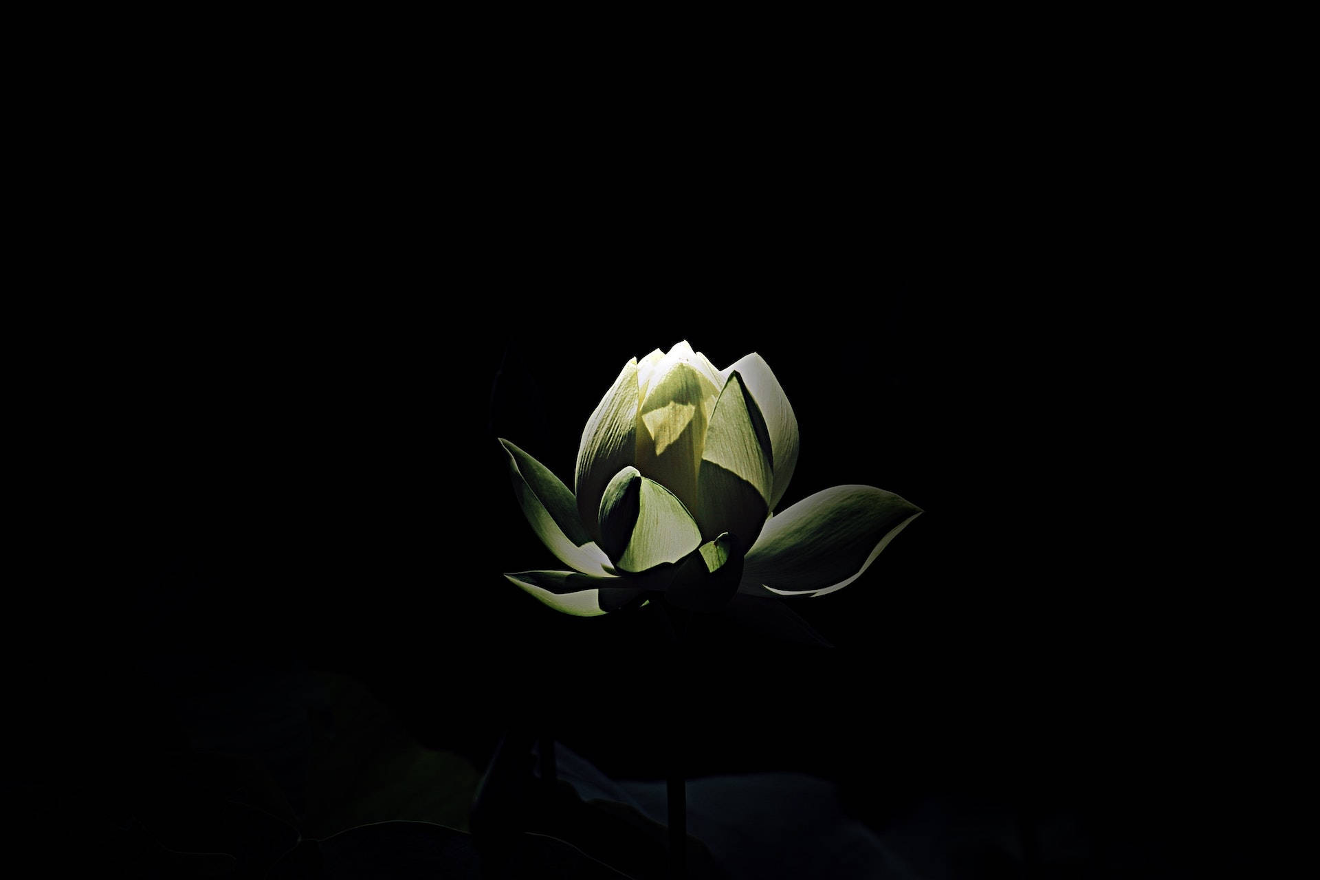 花 桌布 壁紙 — 一朵發光的白色蓮花在漆黑背景中綻放，花瓣從內部柔和地照亮。