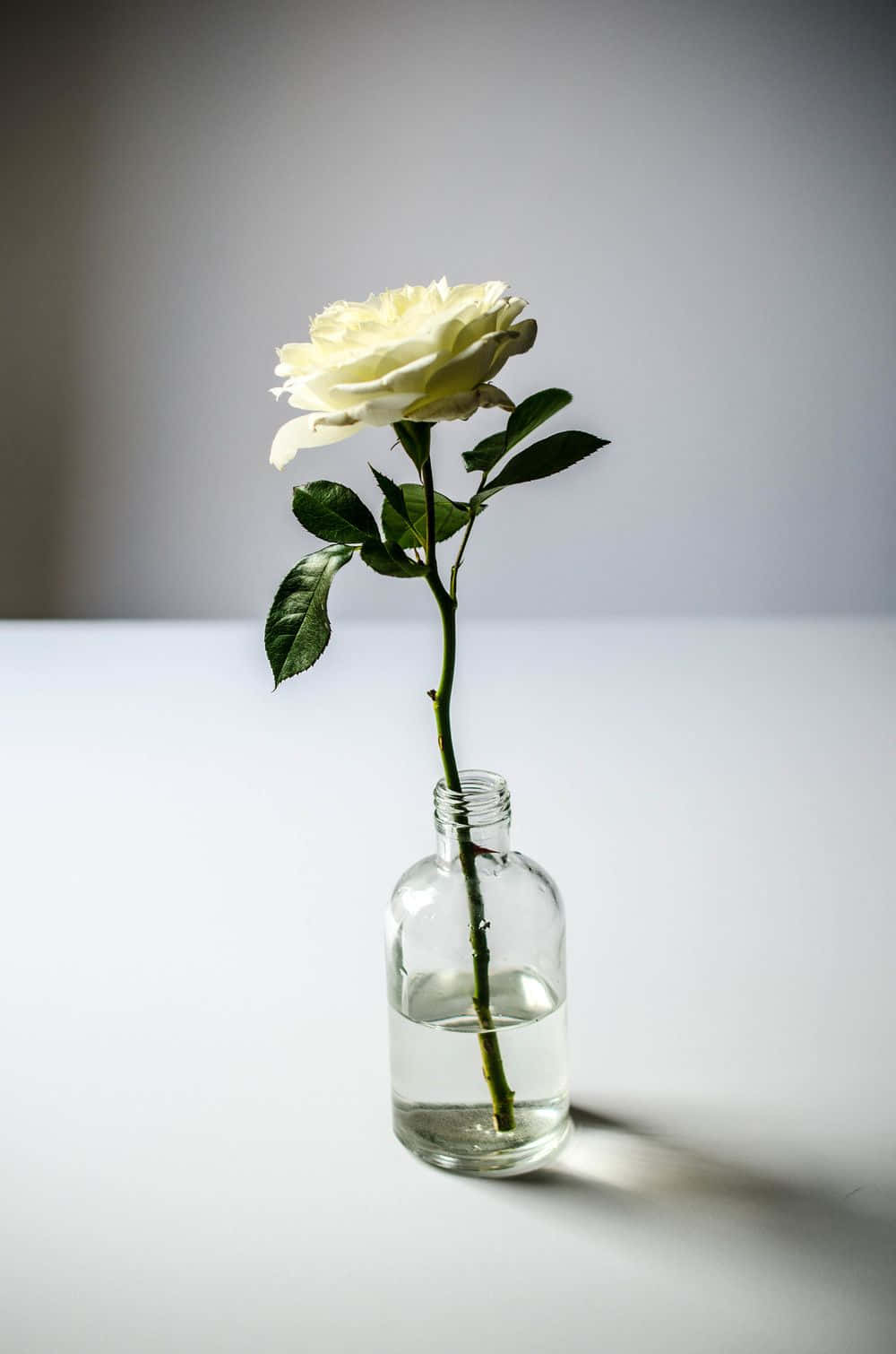 Single Rose 桌布 壁紙 — 一朵白玫瑰在透明玻璃瓶中，在柔和光線下於極簡白色表面投下柔和陰影。
